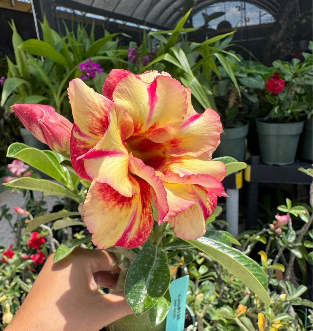 Desert rose 126 4”