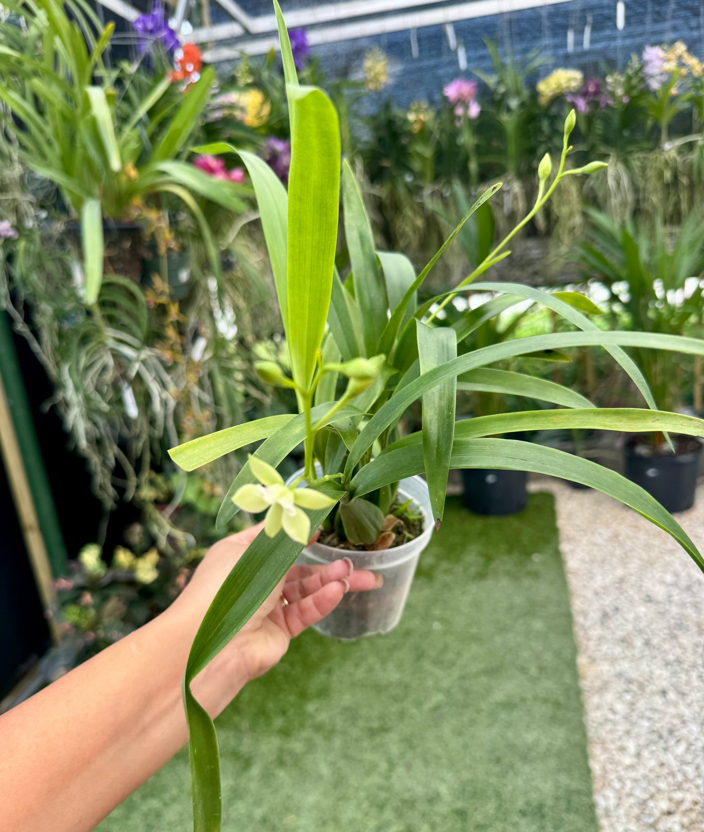 Encyclia Radiata Pot 4”