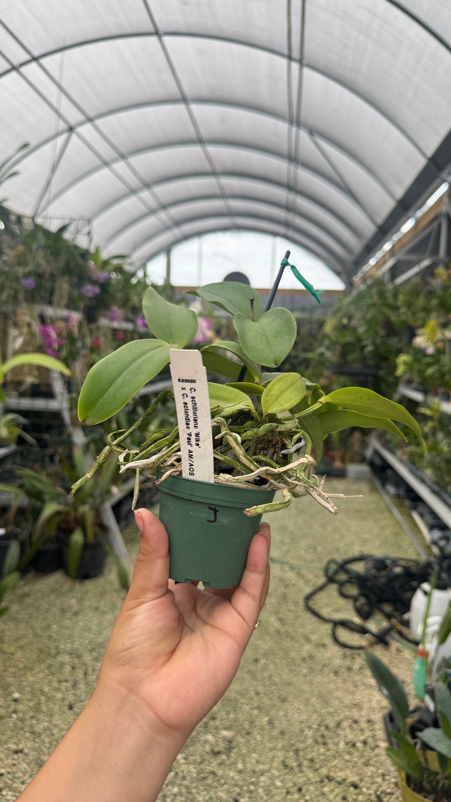 C. Peckhaviensis 4” (J)