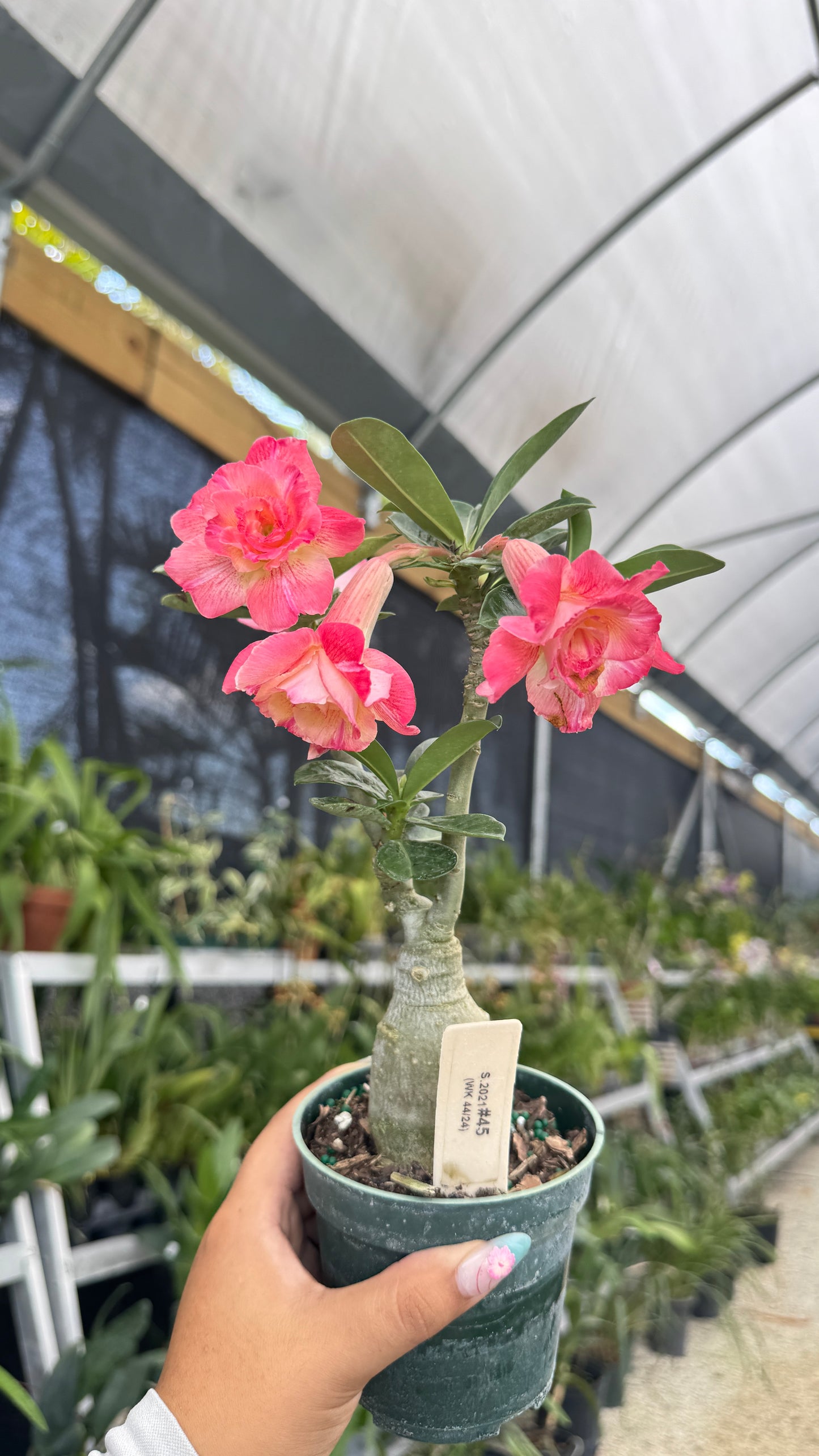 Desert rose 45 4”