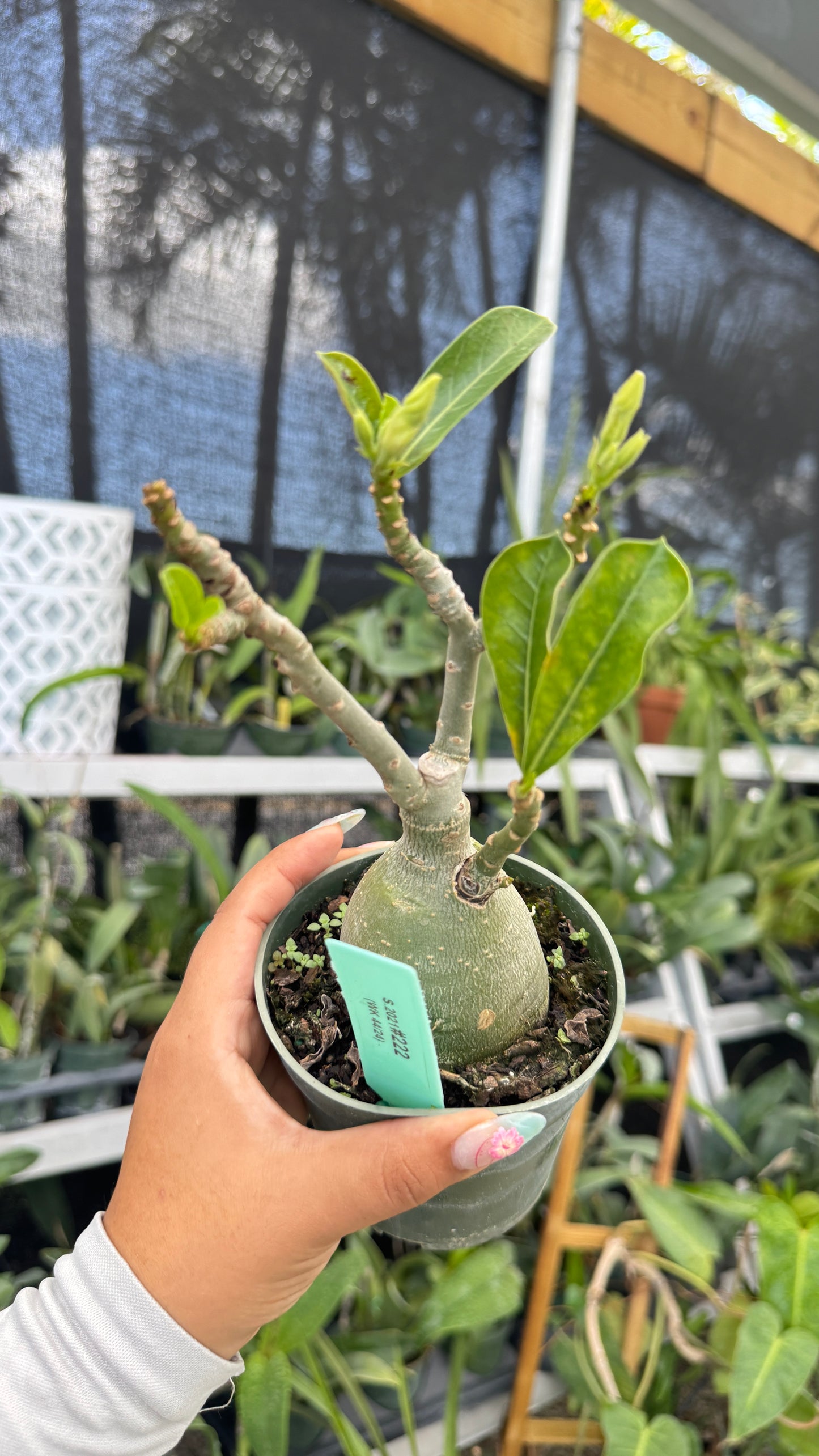 Desert rose 4” 222