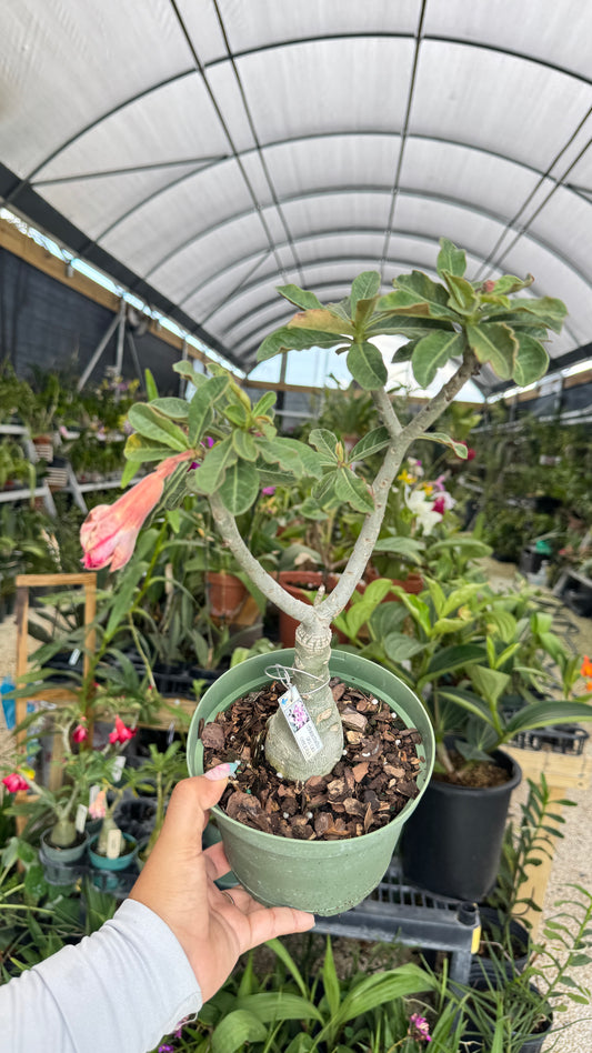 Desert rose Fa Ra Purple 6”