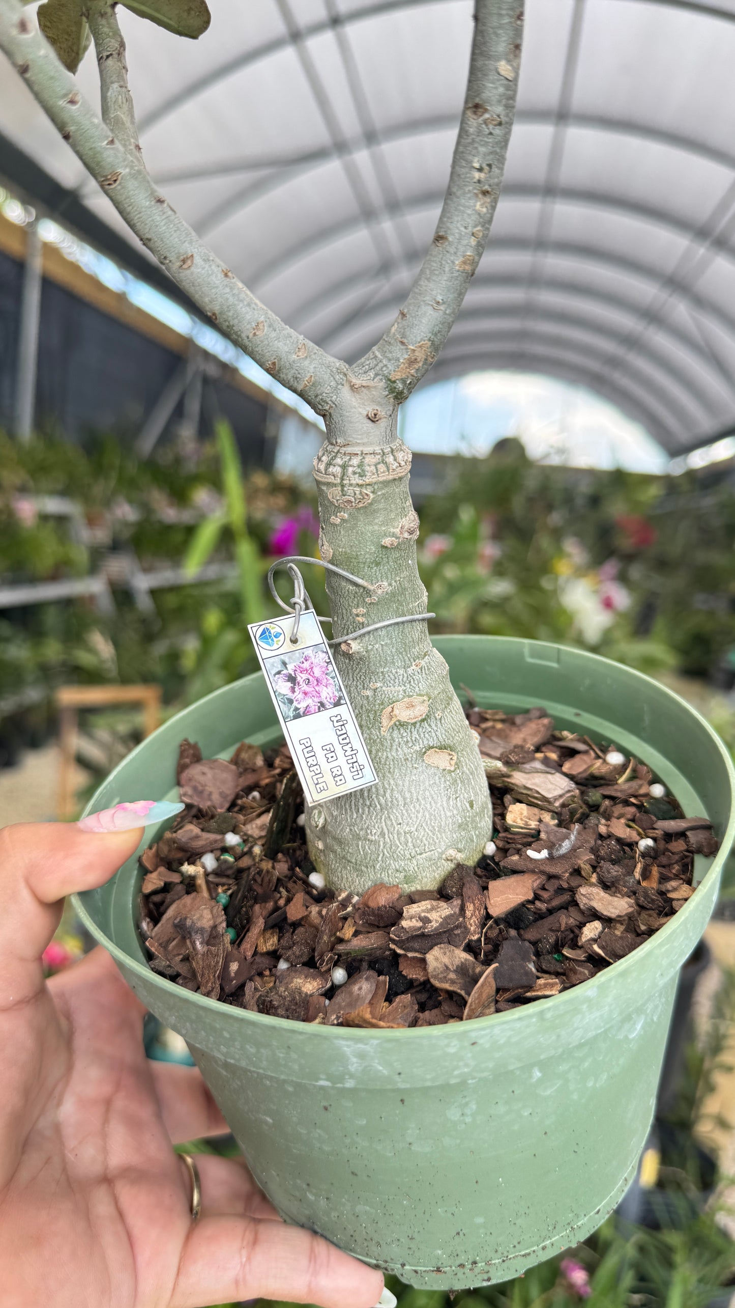 Desert rose Fa Ra Purple 6”