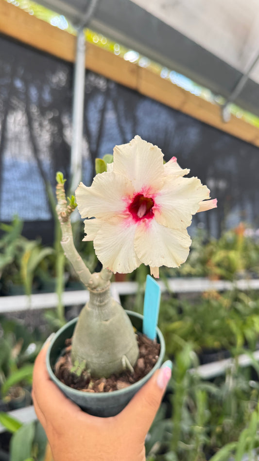 Desert rose 343 4”