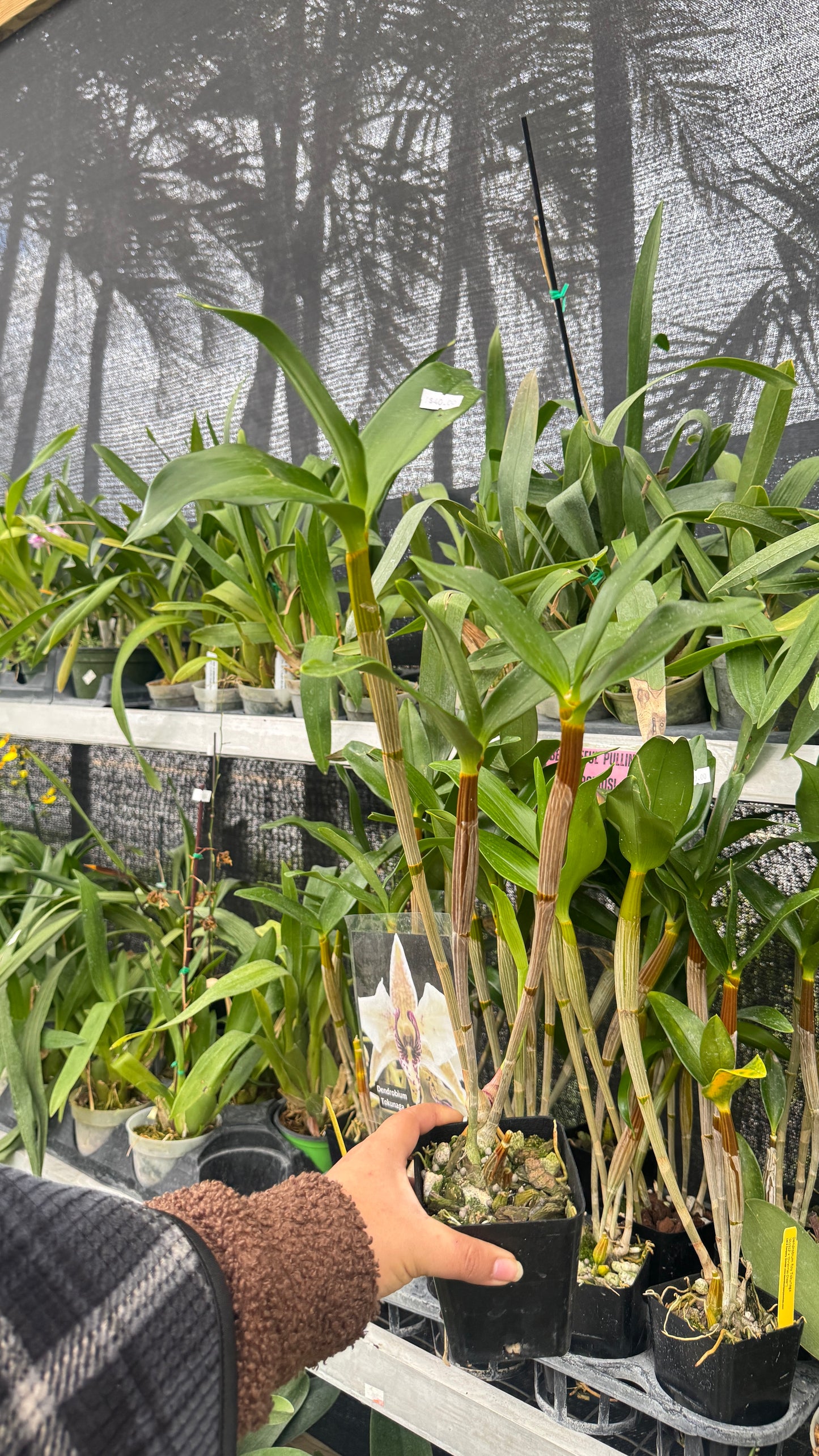 Dendrobium Tokunaga 4β