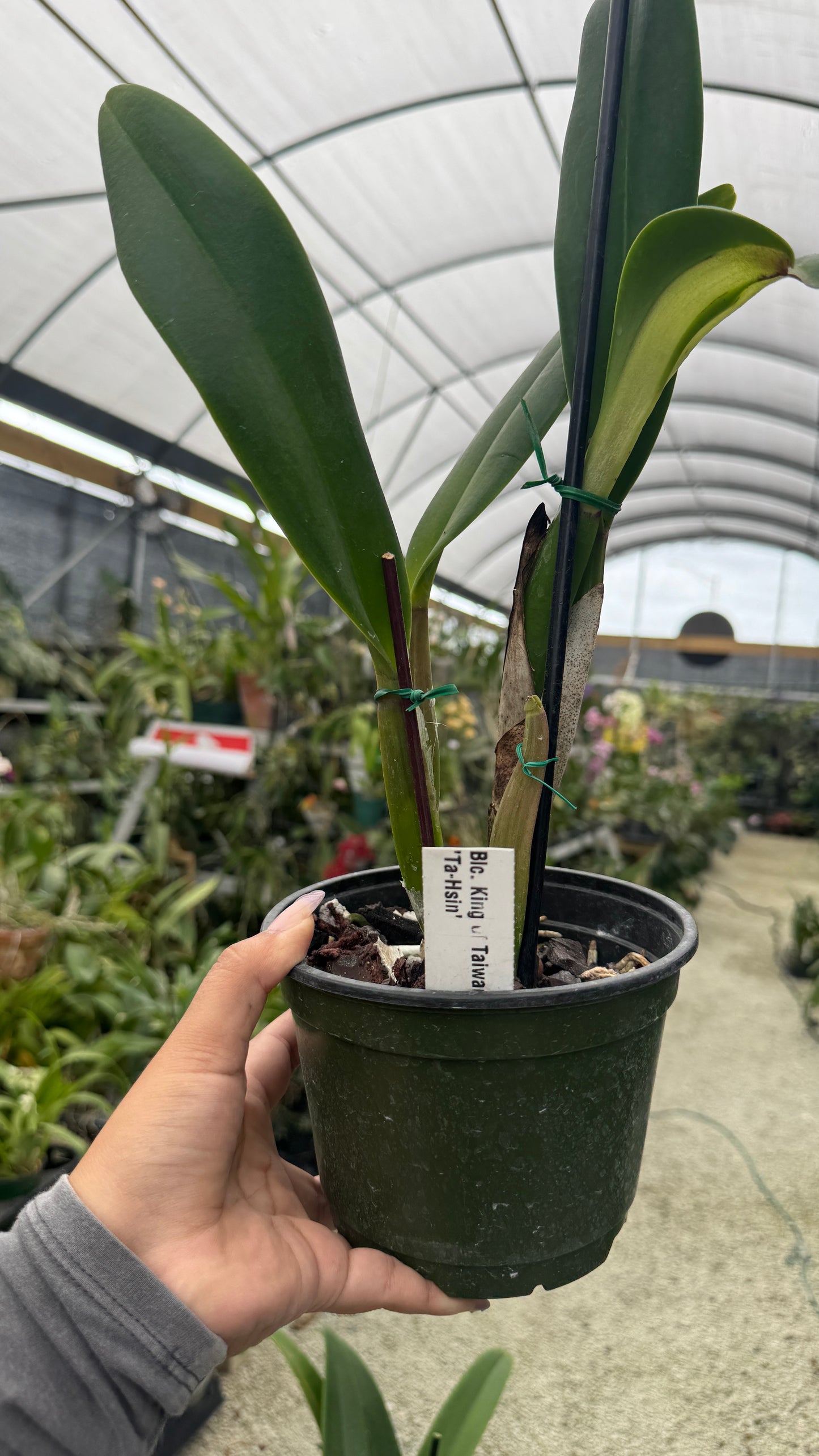 BLC King of Taiwan Ta Hsinn6β grower choice