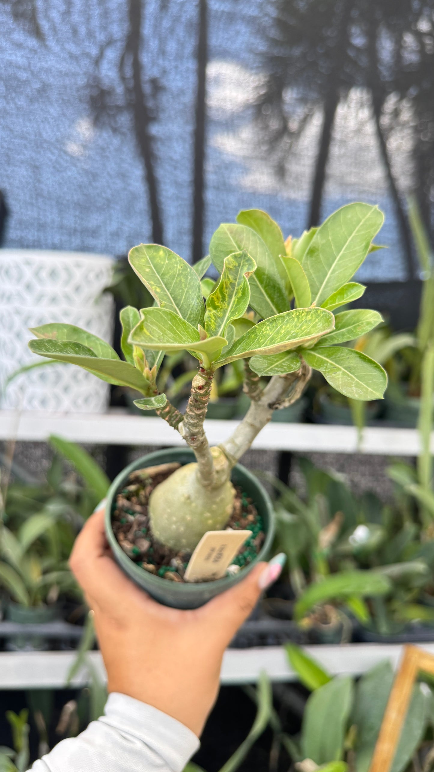 Desert rose 304 4”