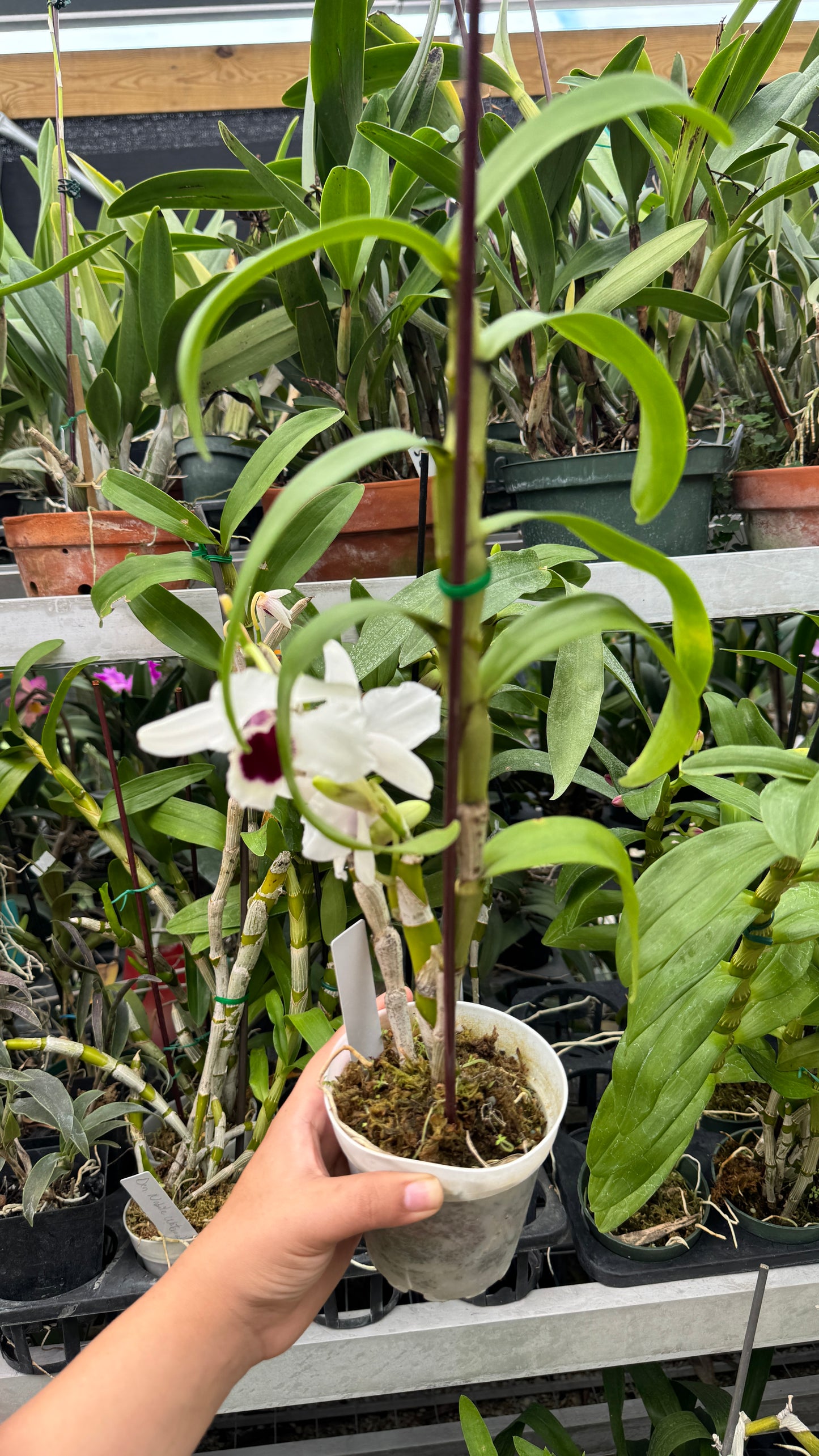 Dendrobium white Nobilis 4”