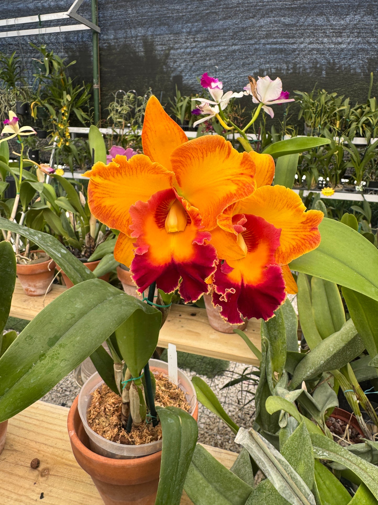 Rlc. Jac Golden Peacock Pot 6”