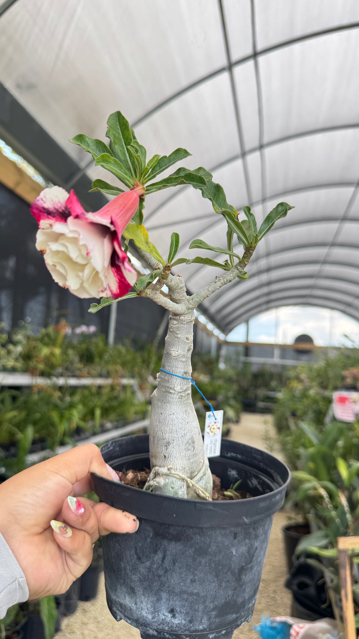 Desert rose Pa Thum Thong 6”