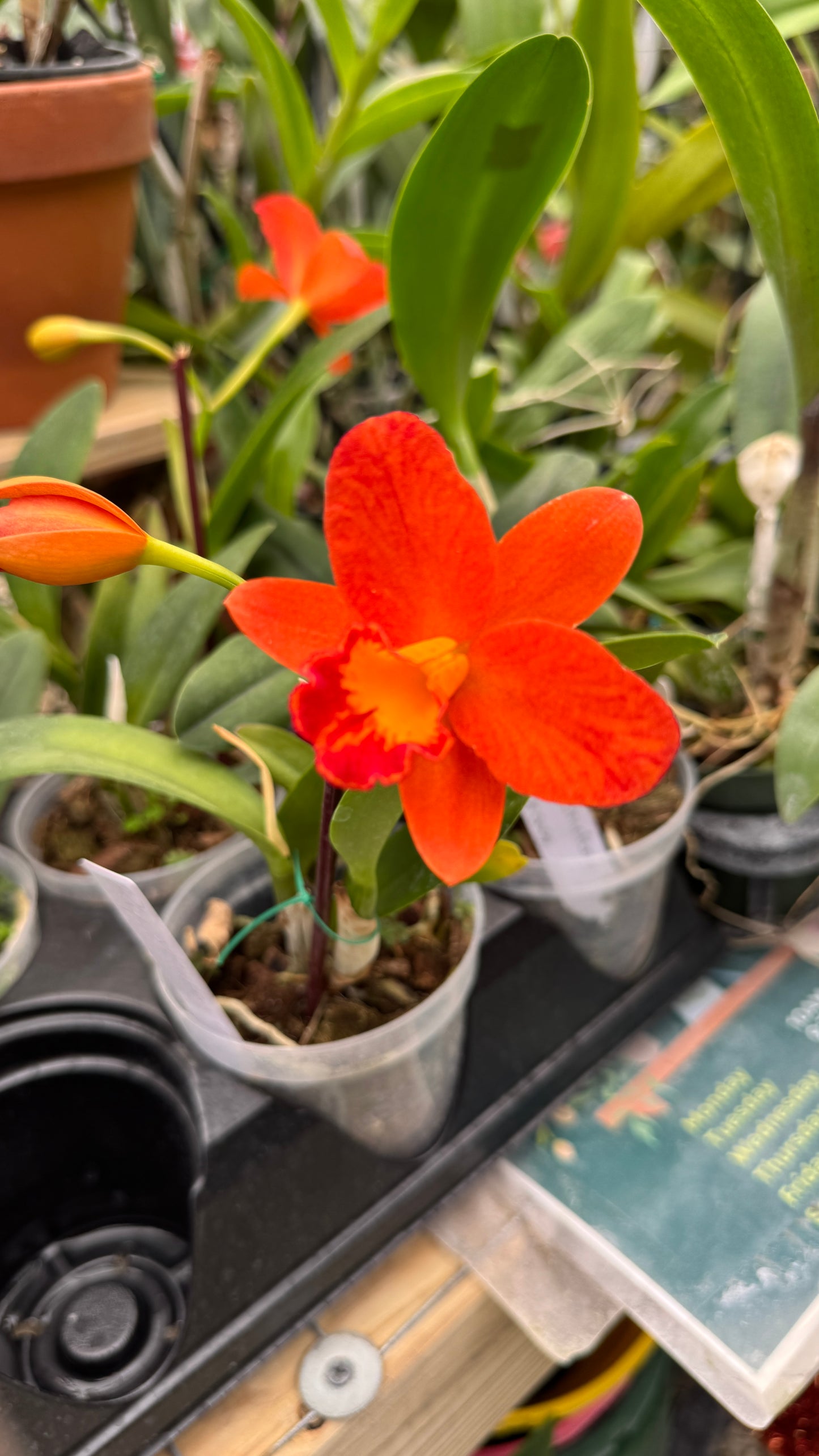 Cattleya shinfong orange 4”