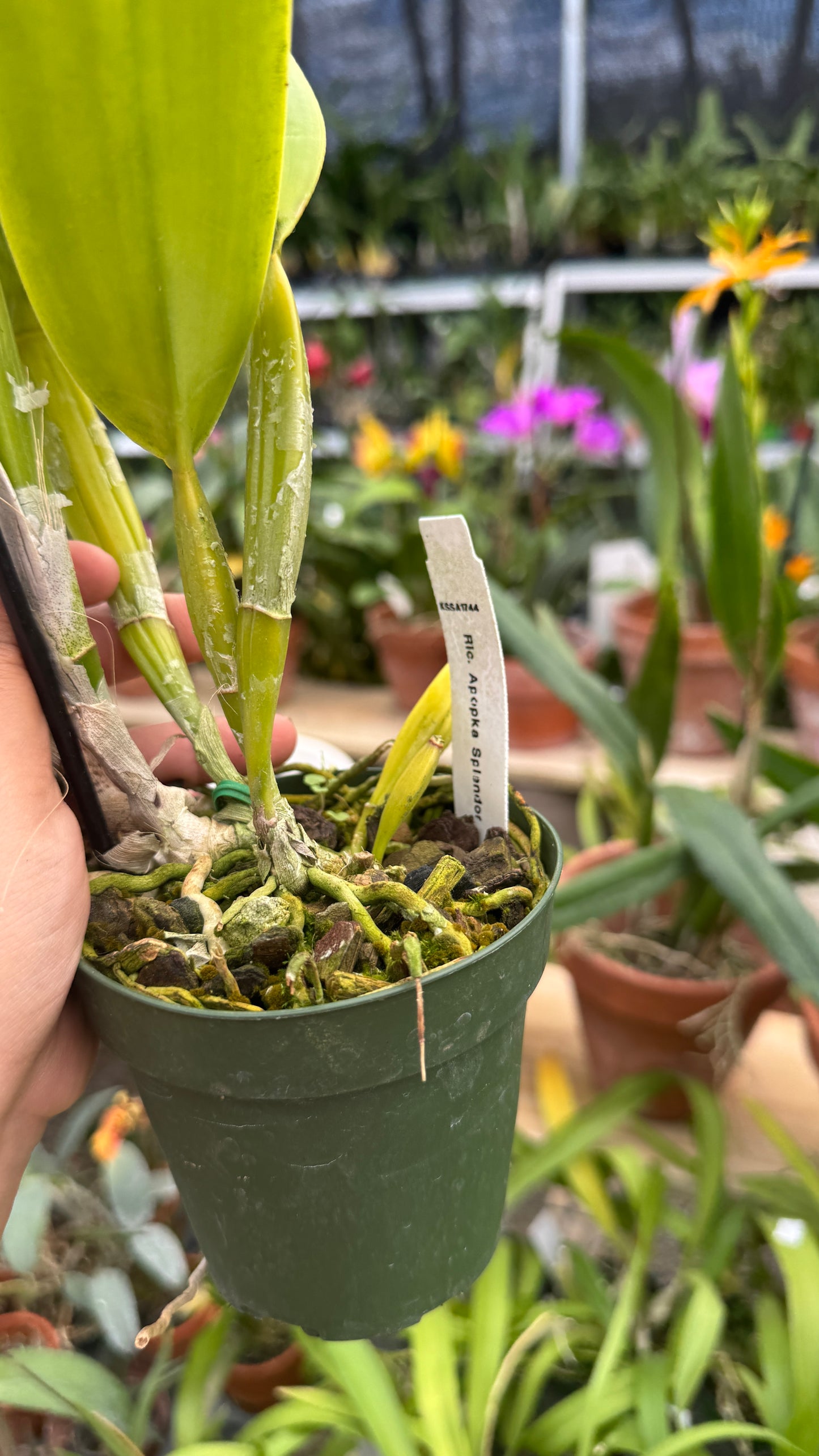 Rlc Apoka Splandor 4β