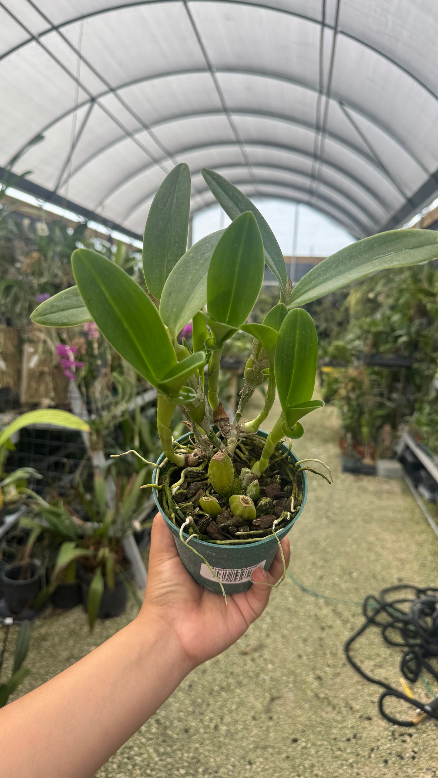 Guarianthe skinneri grower choice