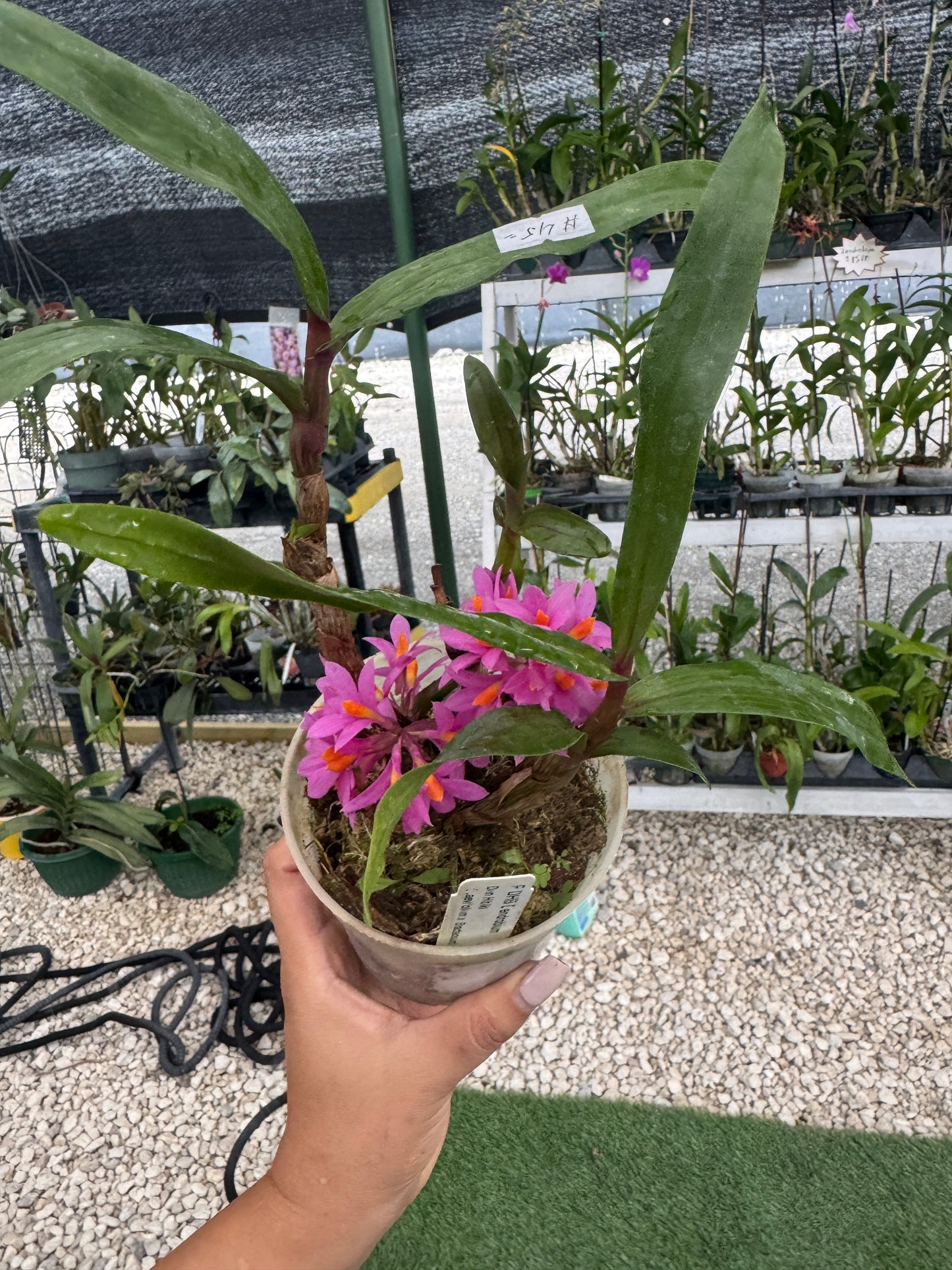 Dendrobium Hibiki pot 4”