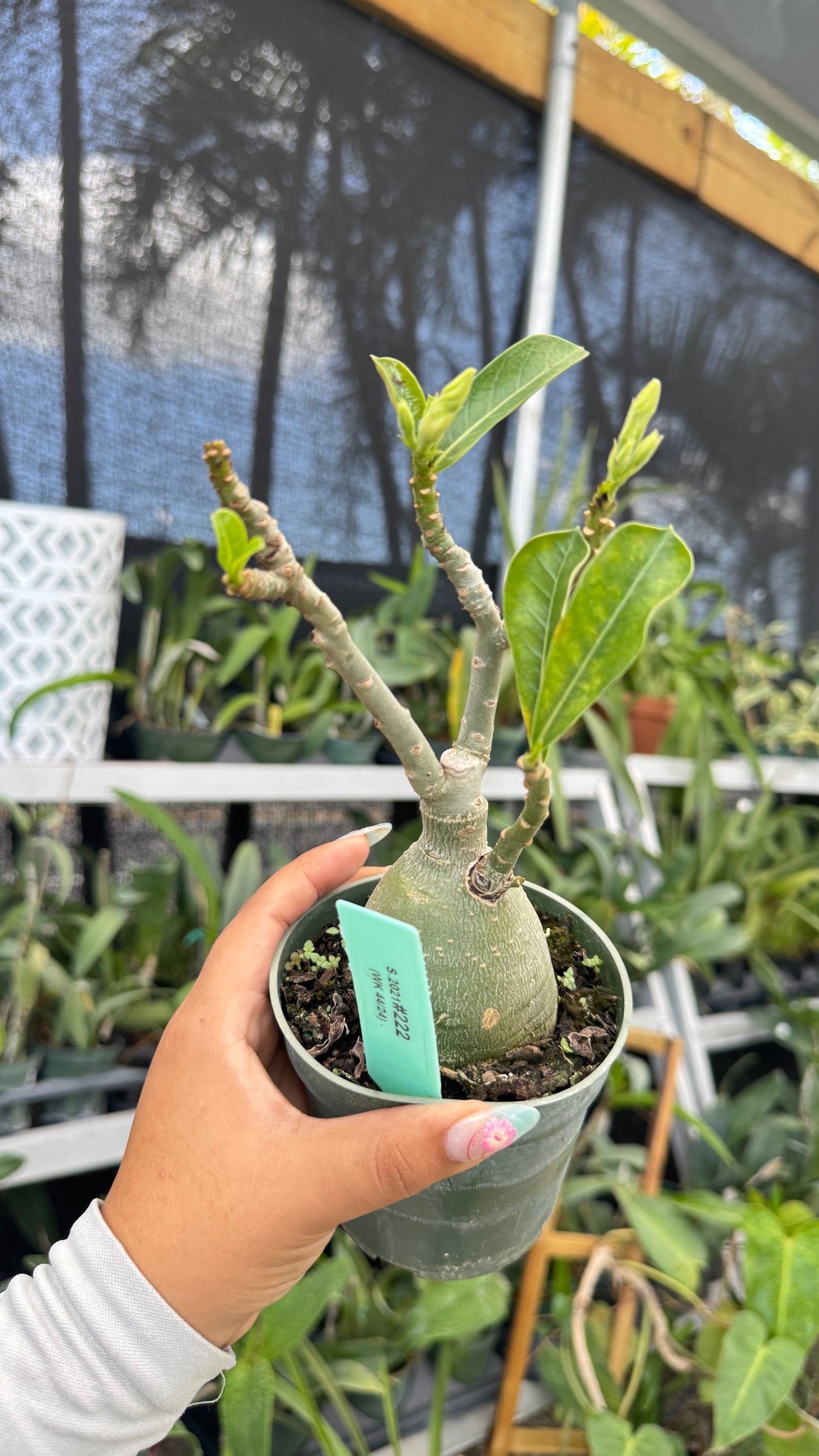 Desert rose 4” 222