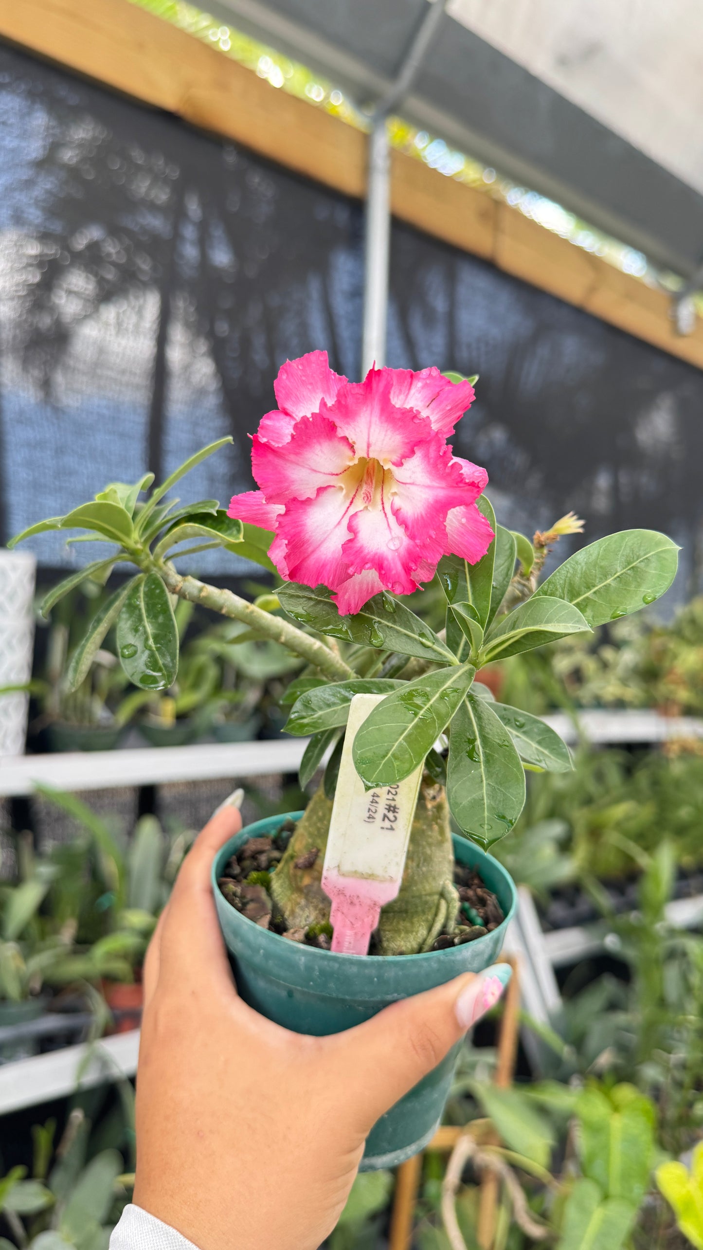 Desert rose #21 4”