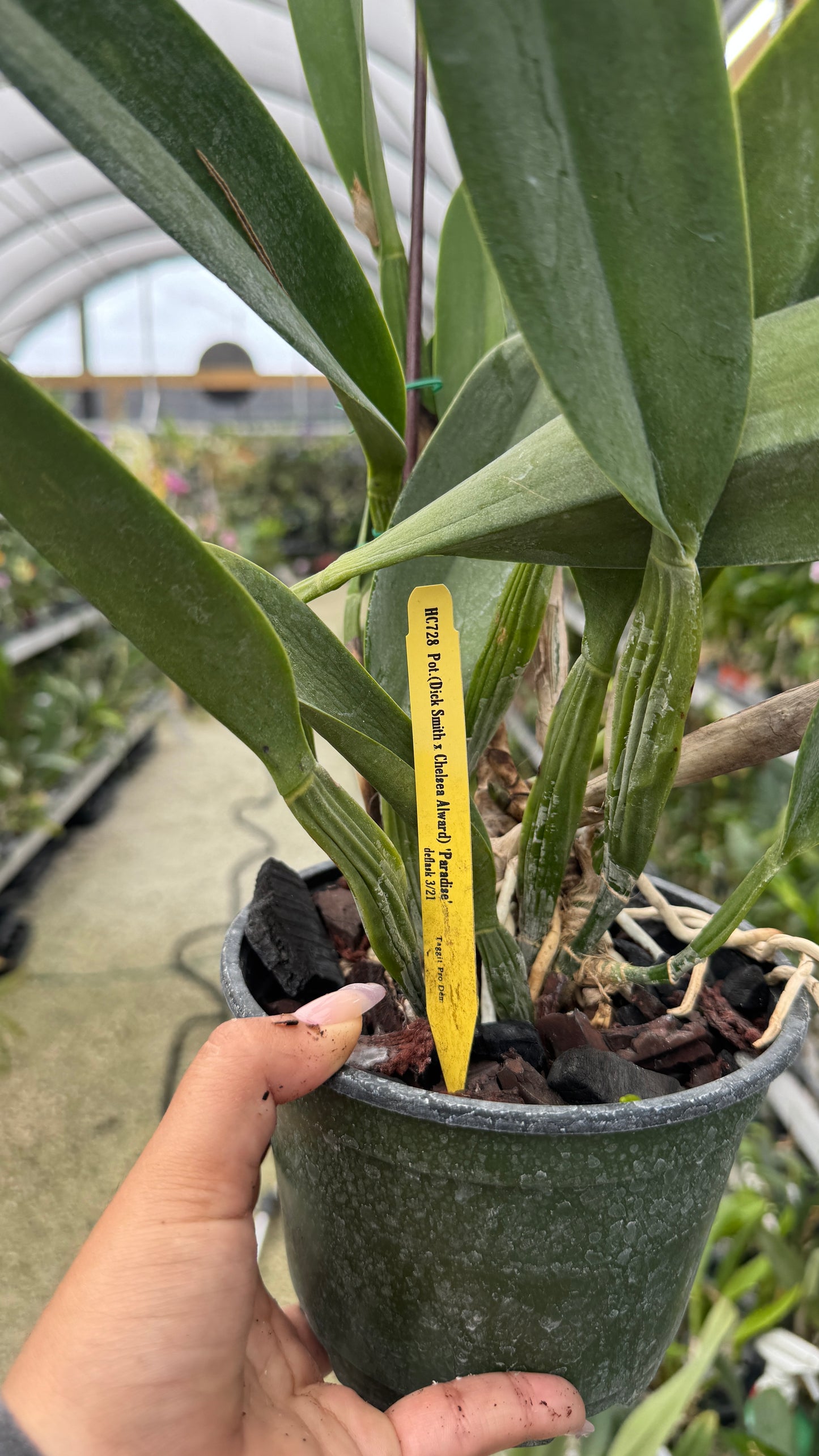 Pot Dick Smith x Chelsea Award Grower Choice 6β