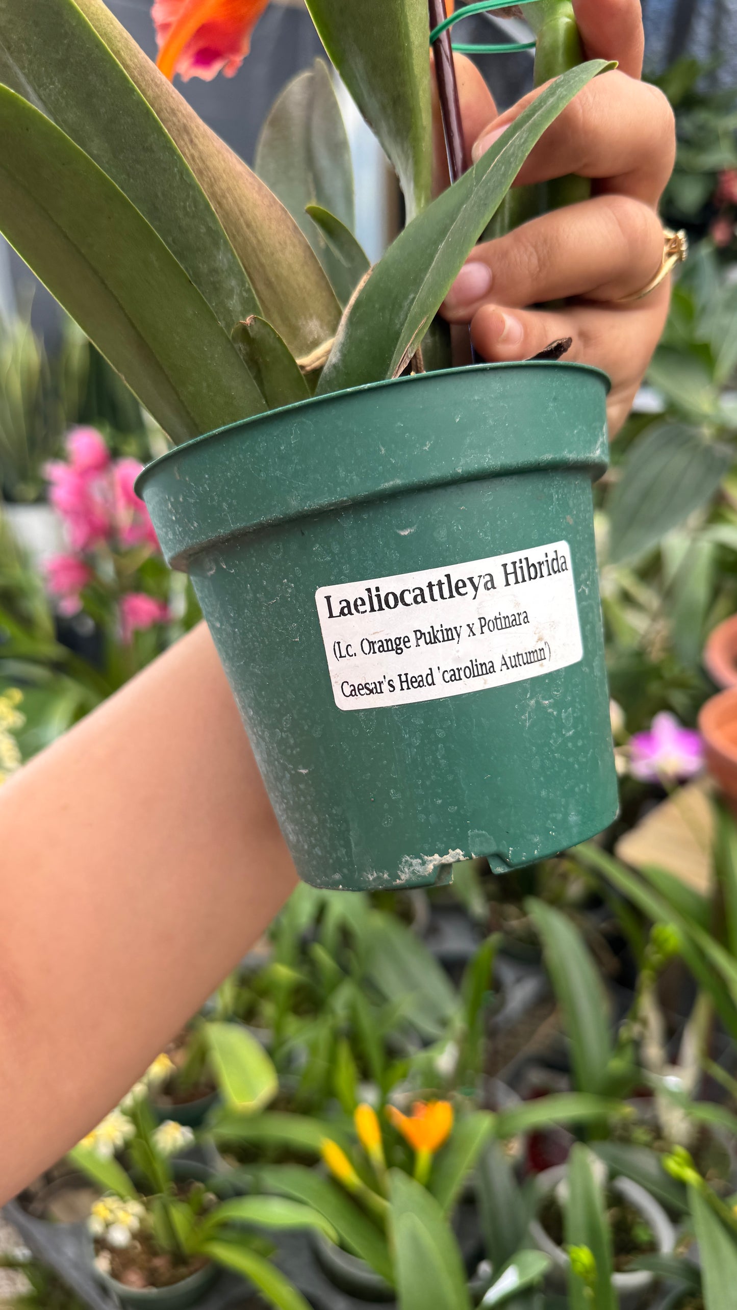 Laeliocattleya híbrida