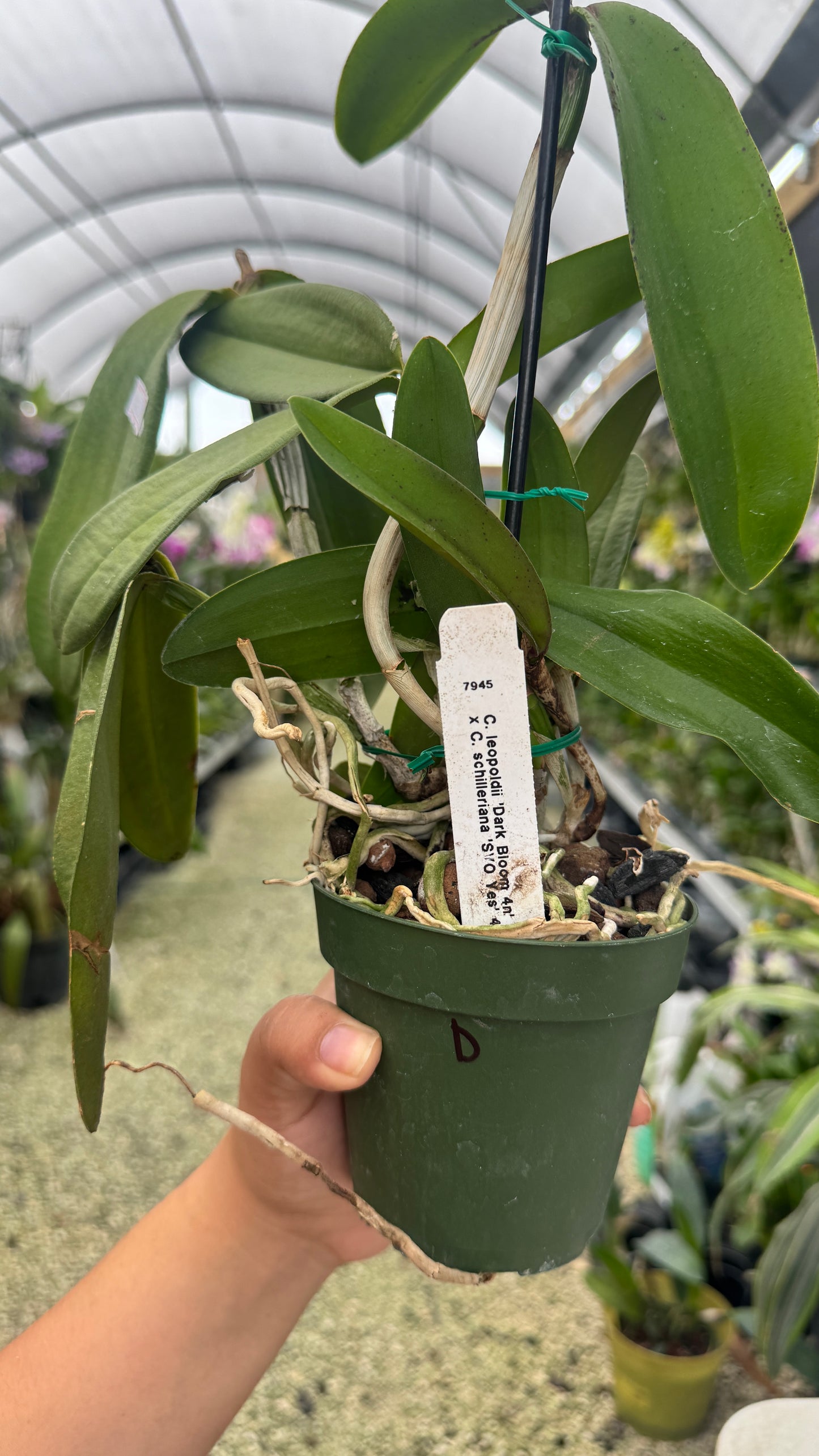 C. Leopoldii dark blood x C. Schilleriana 4” (D)