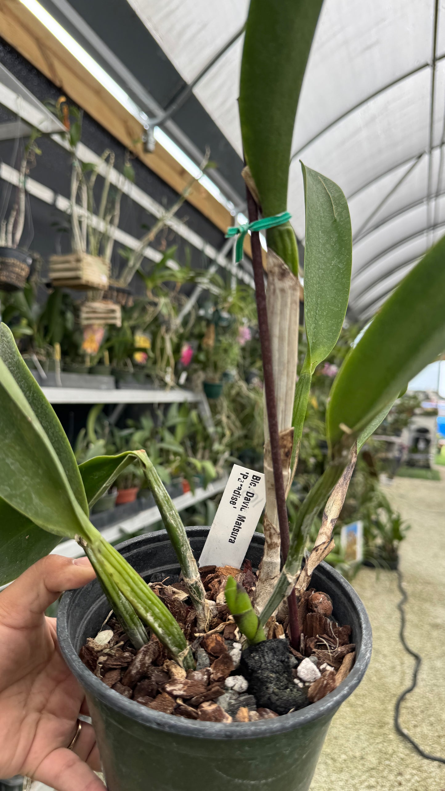 Rlc David Matsura Paradise 6β Grower Choice