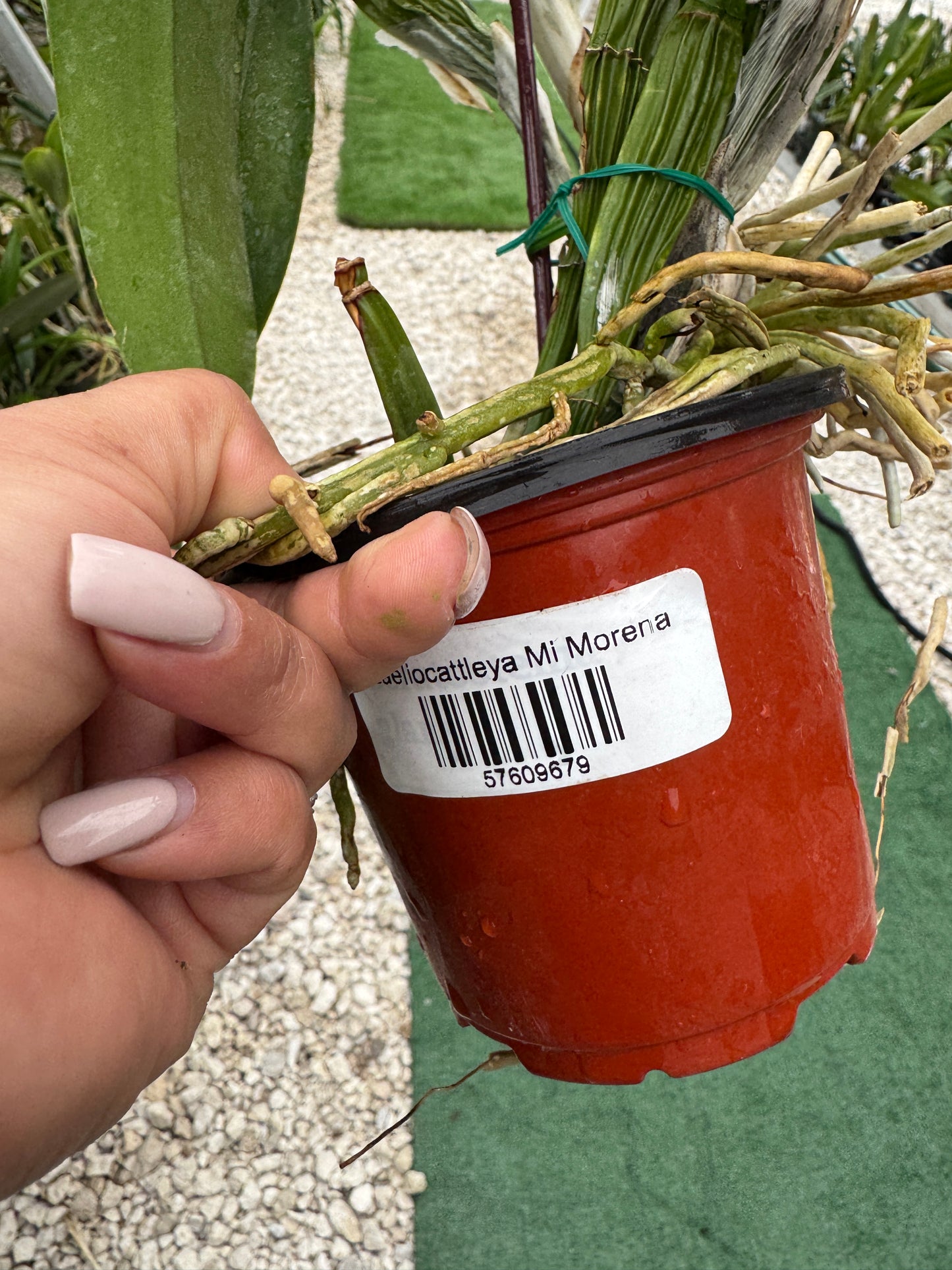 Laeliocattleya Mi morena Pot 4”