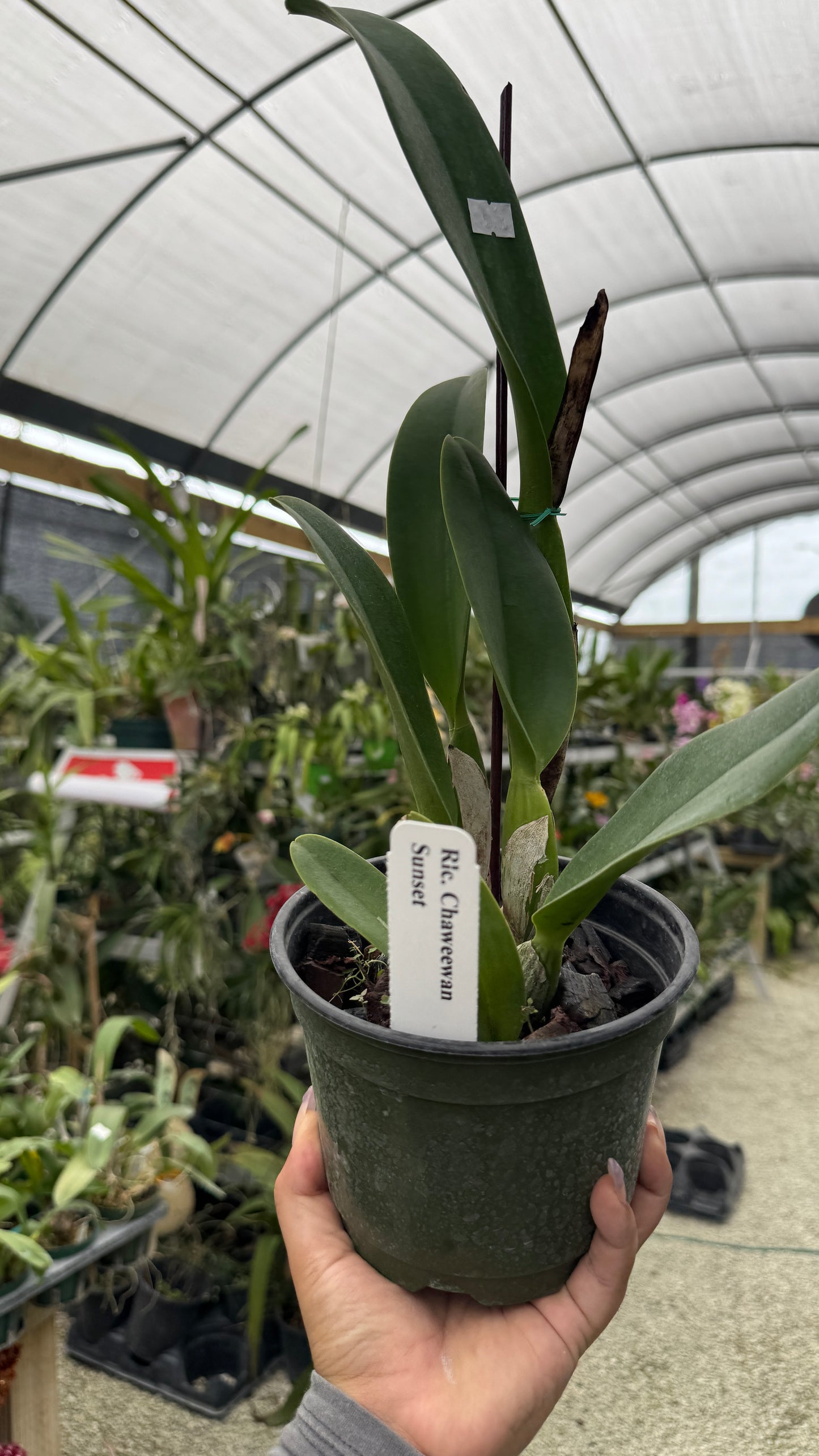 Rlc Chaweewan Sunset 6β Grower Choice