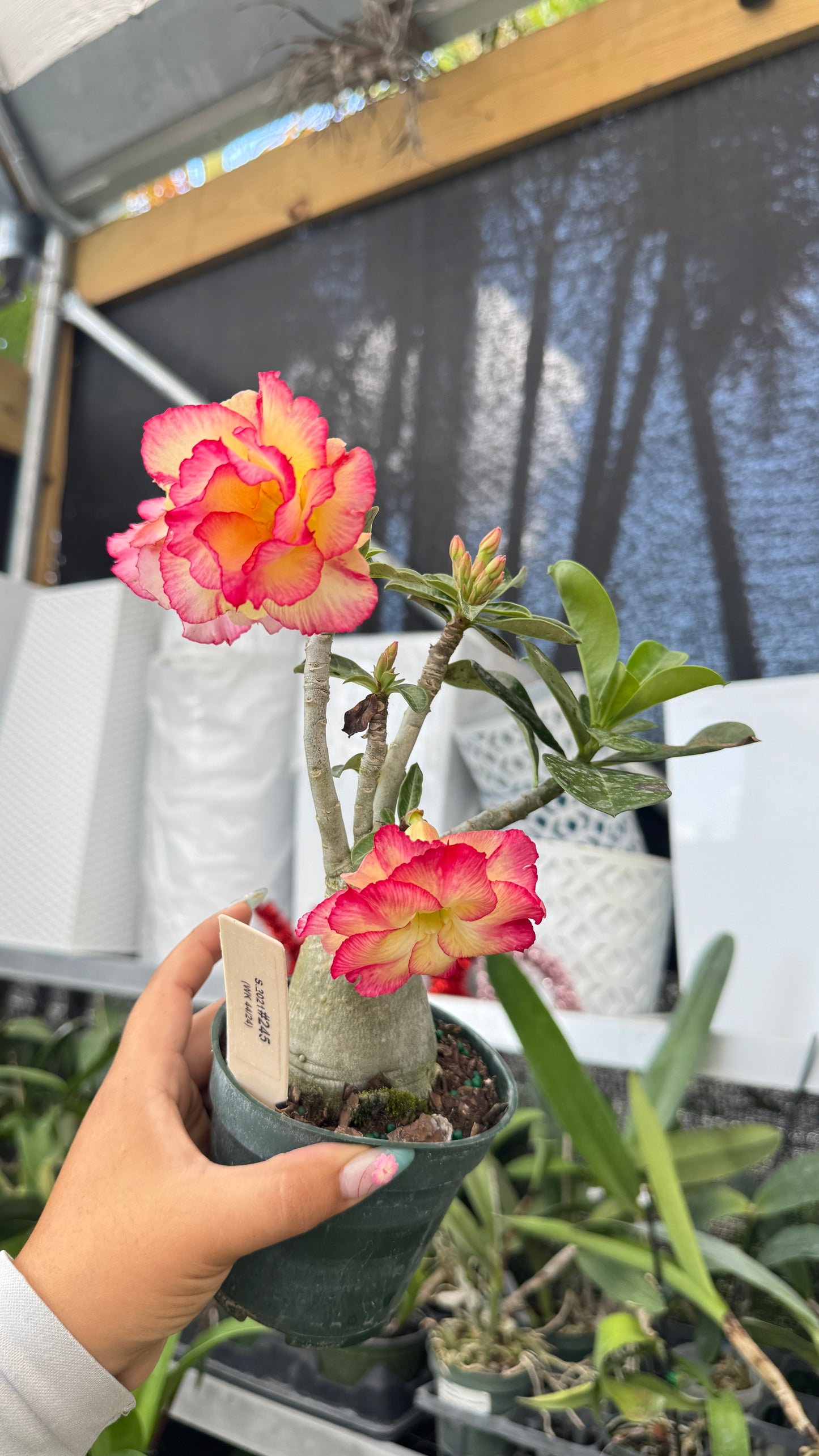 Desert rose 245 4”