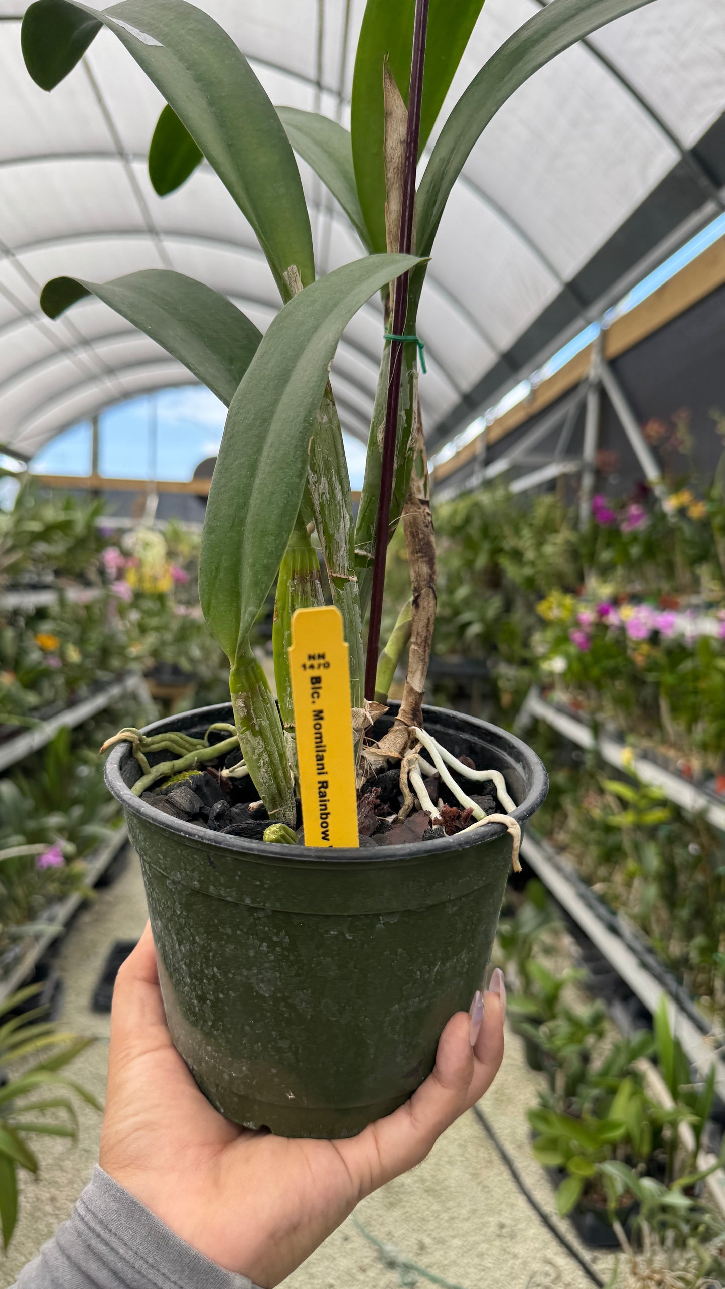 Blc Momilani Rainbow Elizabeth Off Grower Choice 6β