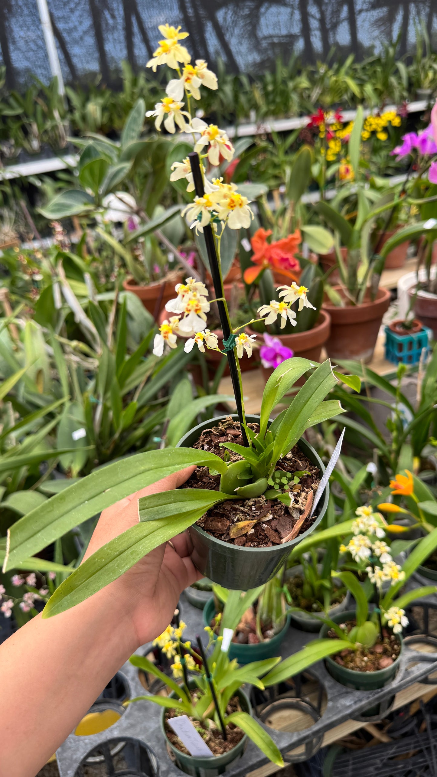 Oncidium Twinkle white 4”
