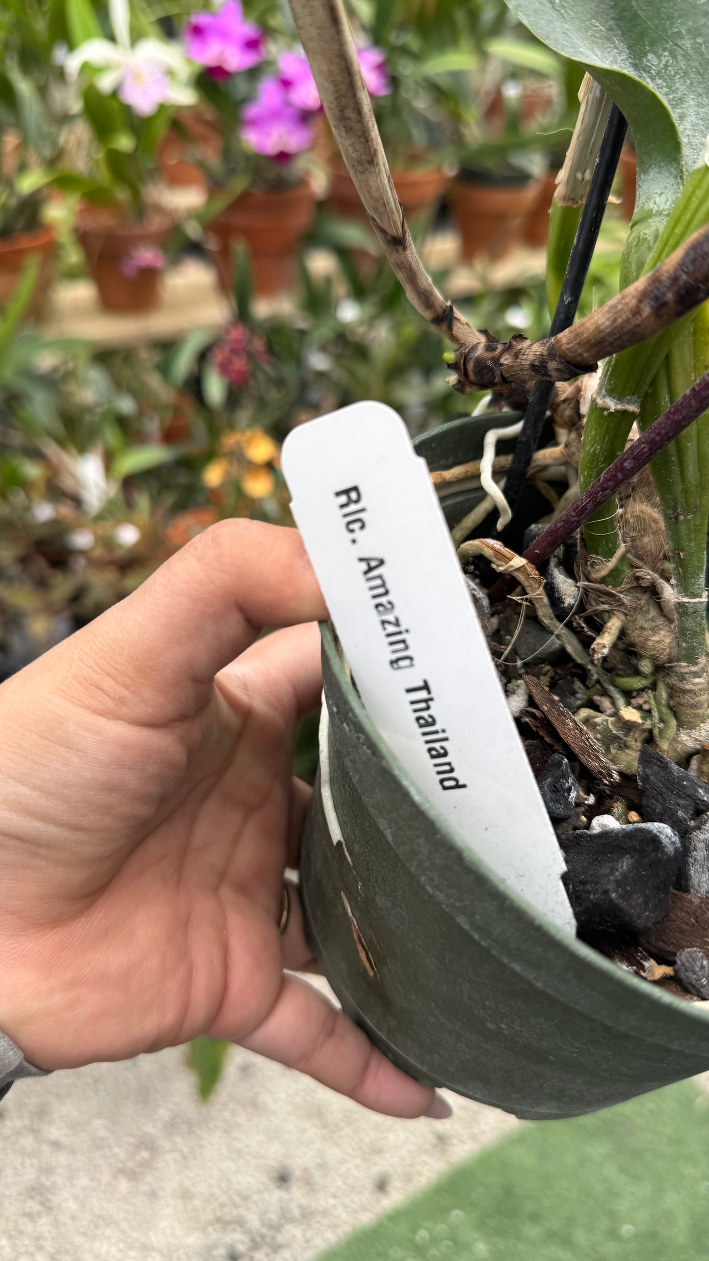 Rlc Amazing Thailand 6β Grower Choice