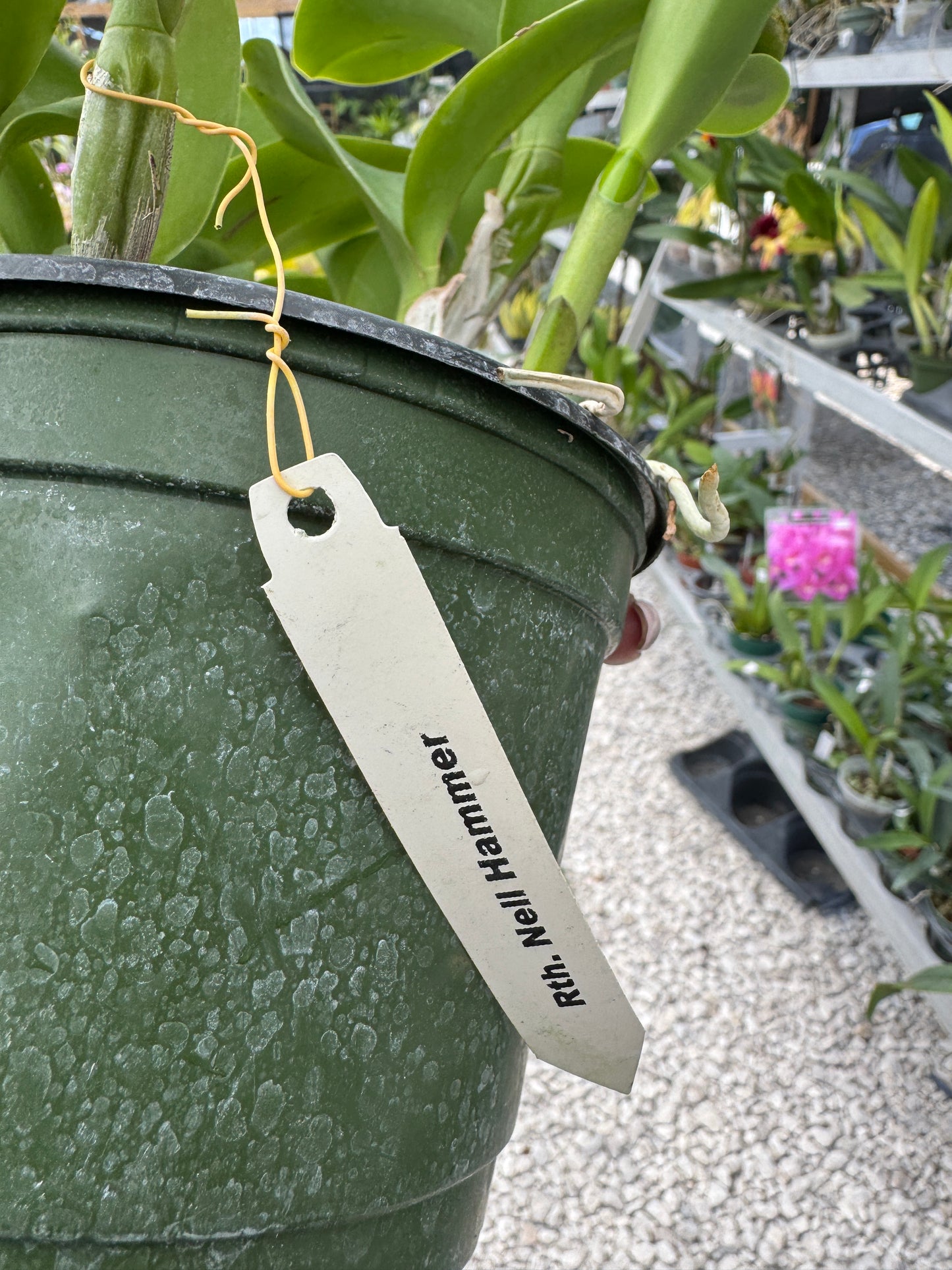 Rth. Nell Hammer Pot 6”