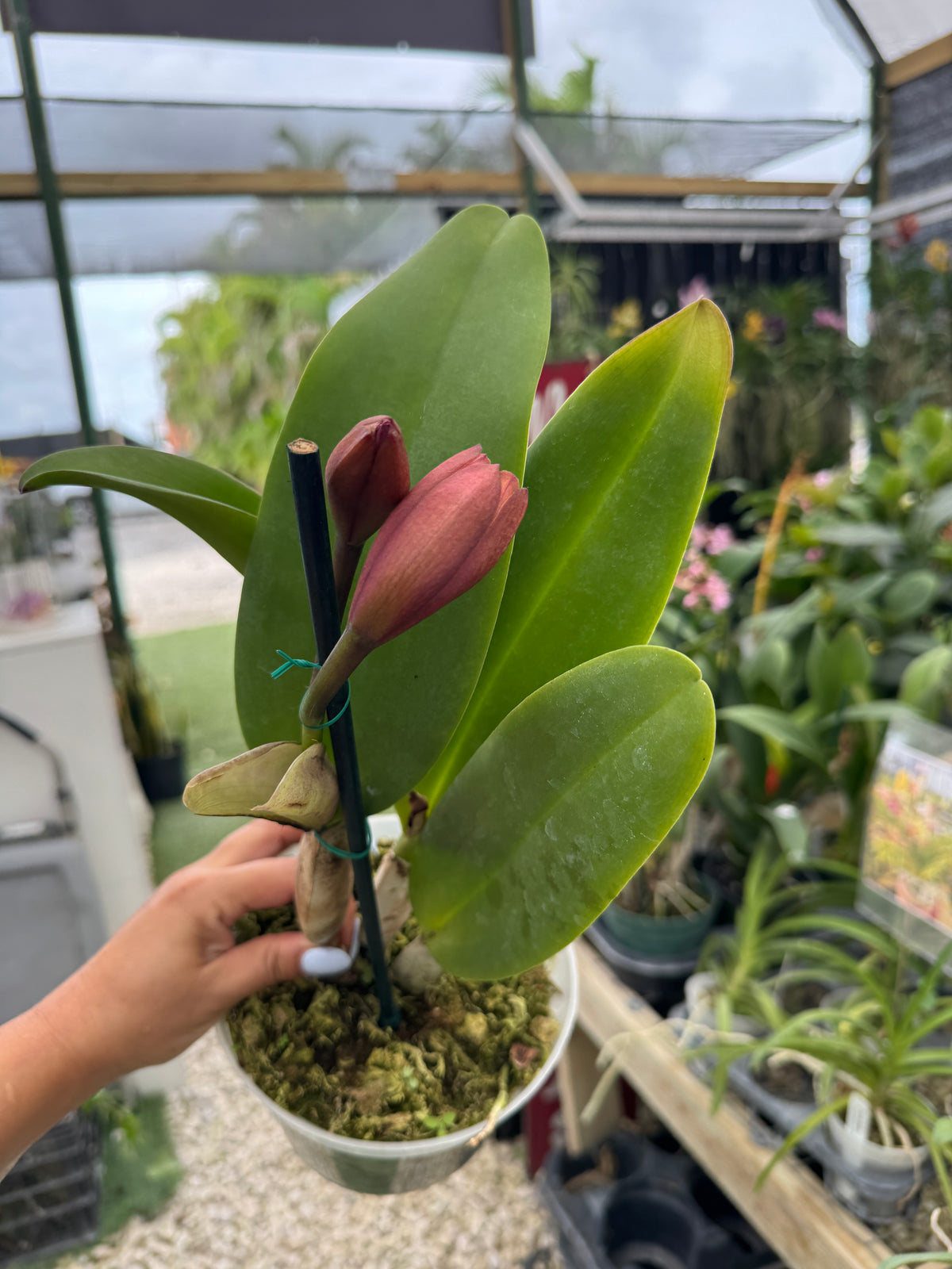 RIc. Krul's Carolina Passion 'OQF' Miva’s Passion x Carolina Solendor) pot 6 “