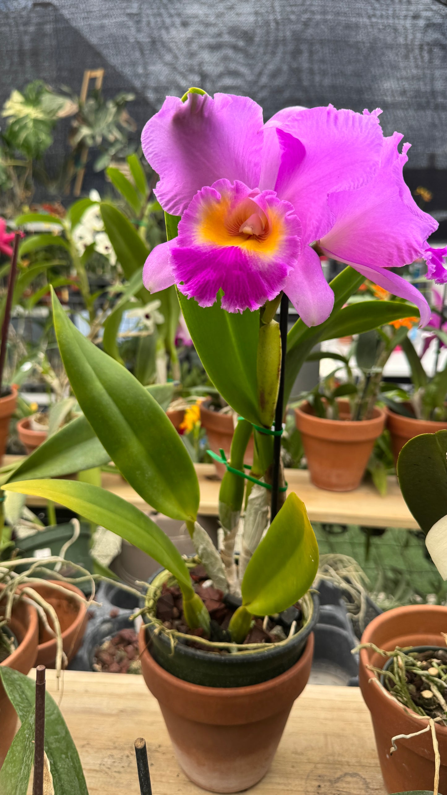 Cattleya pink 6β
