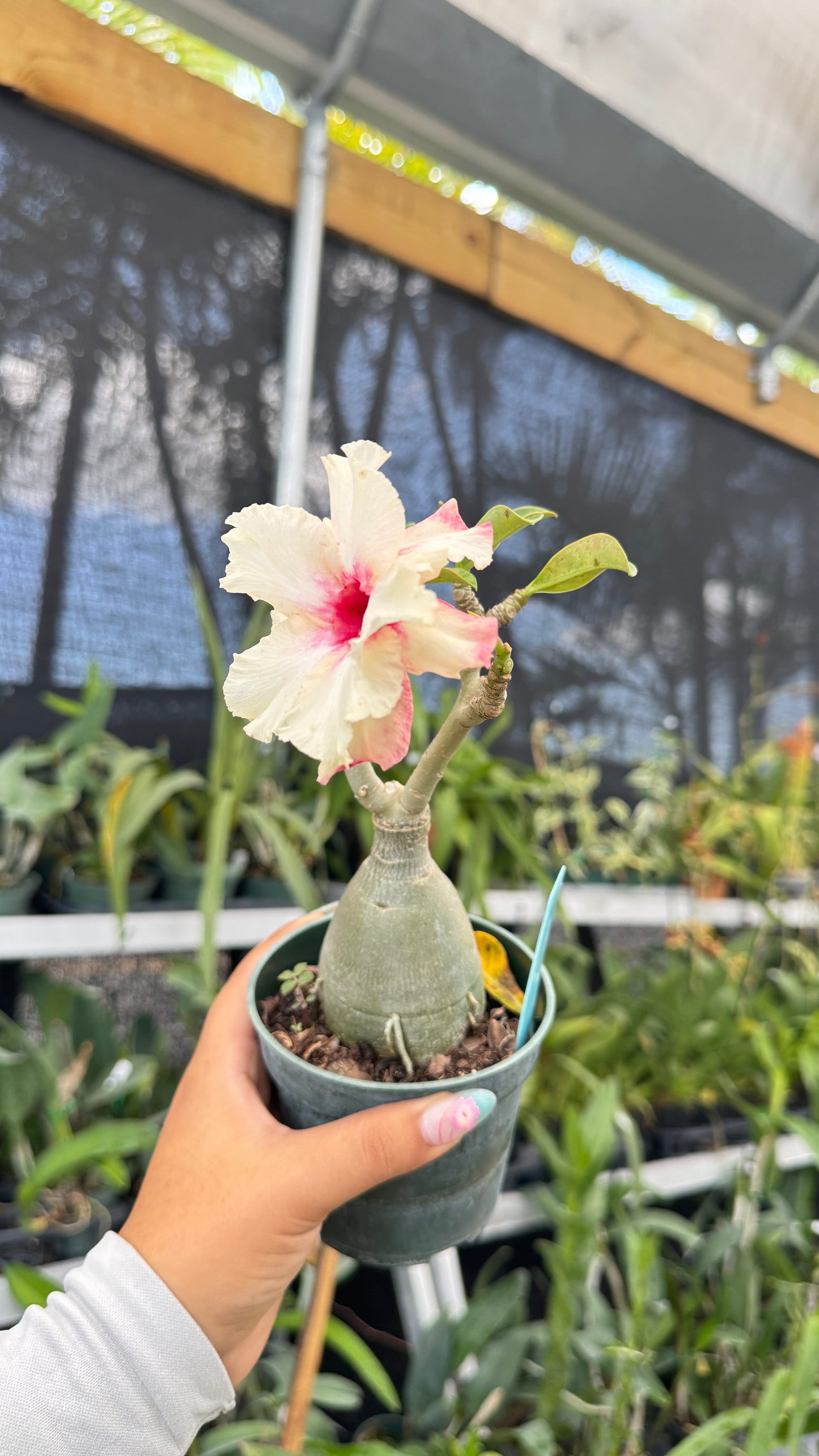 Desert rose 343 4”