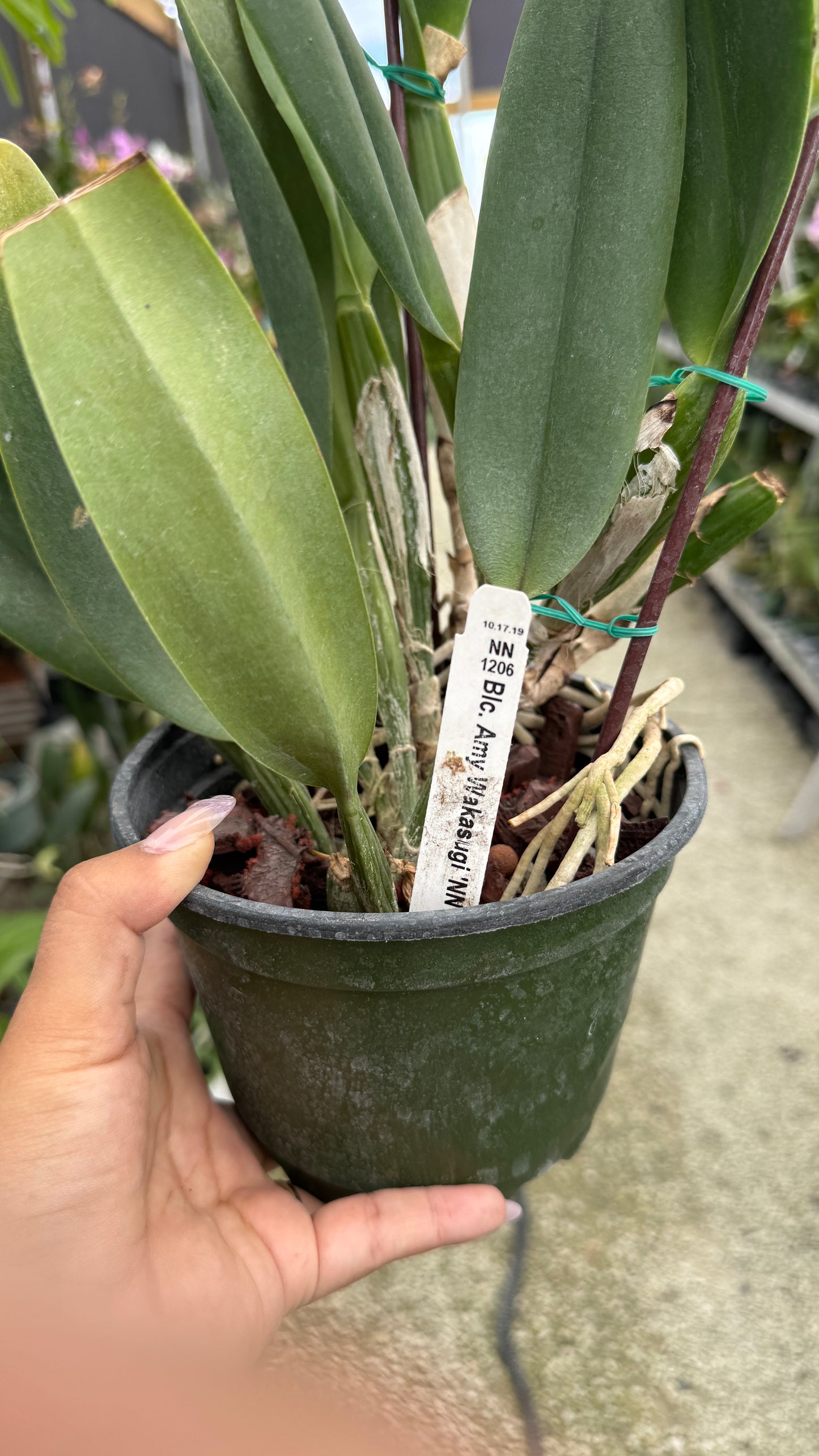 BLC Amy Wakasugi 6β grower choice