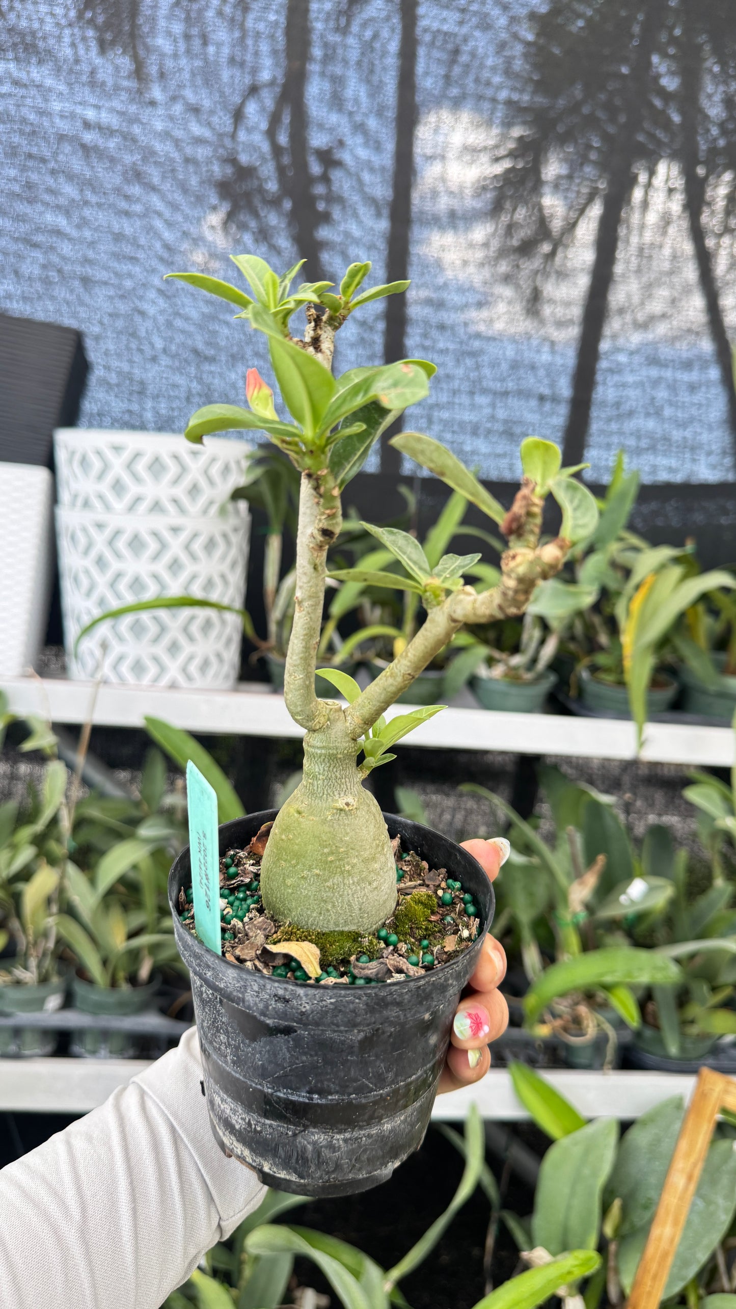 Desert rose 126 4”