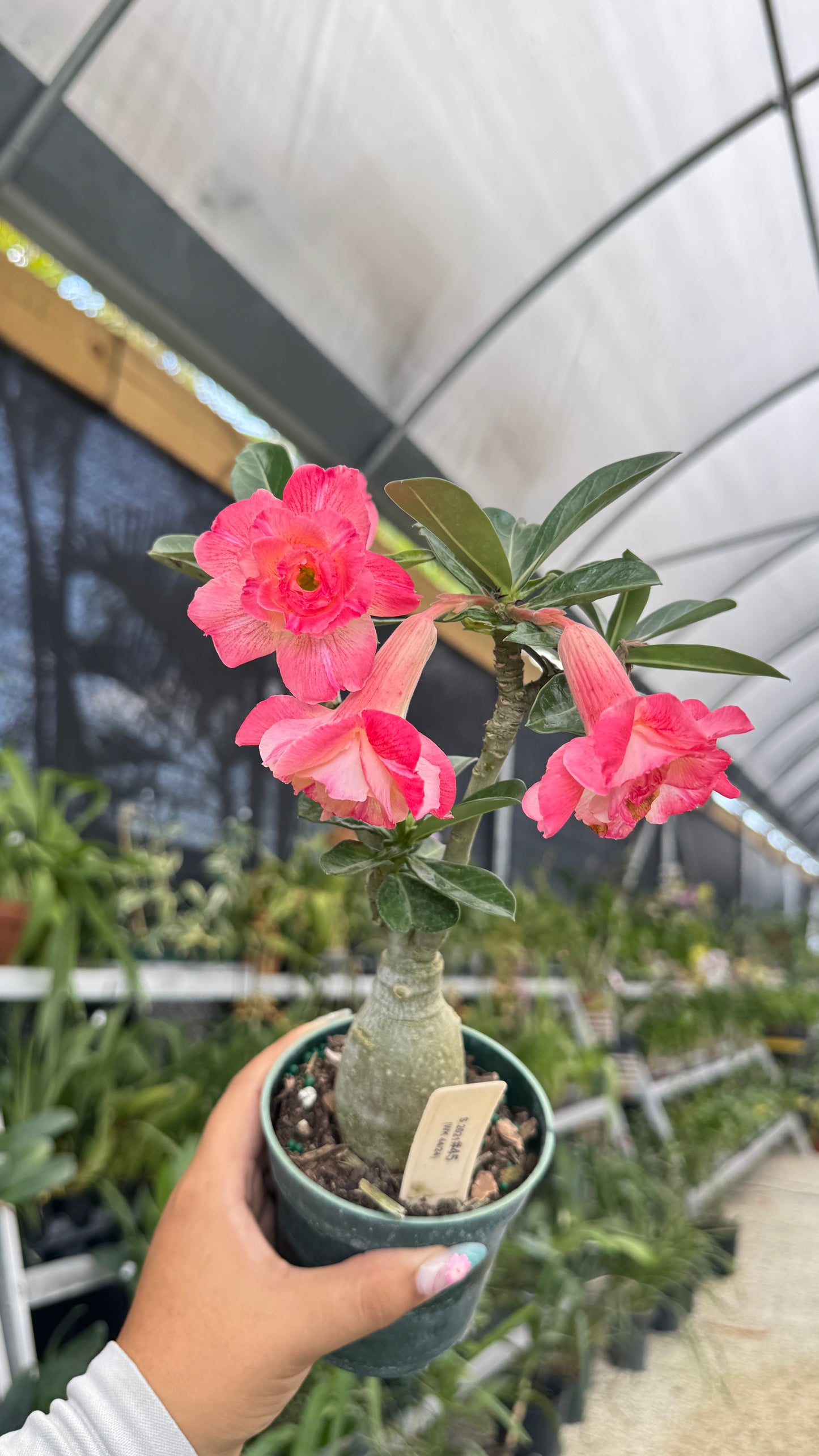 Desert rose 45 4”