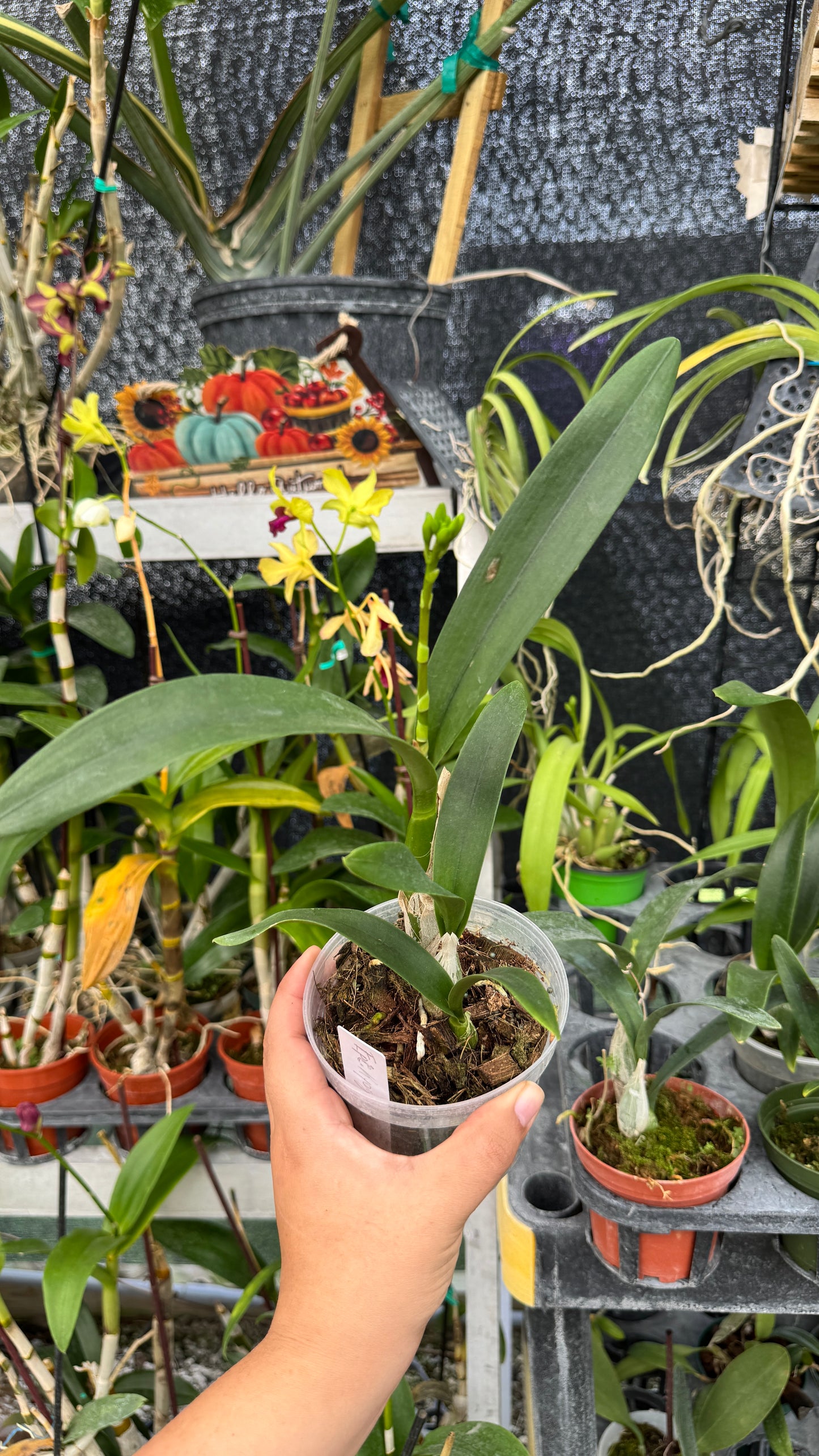 Epicattleya kyouguchi 4”