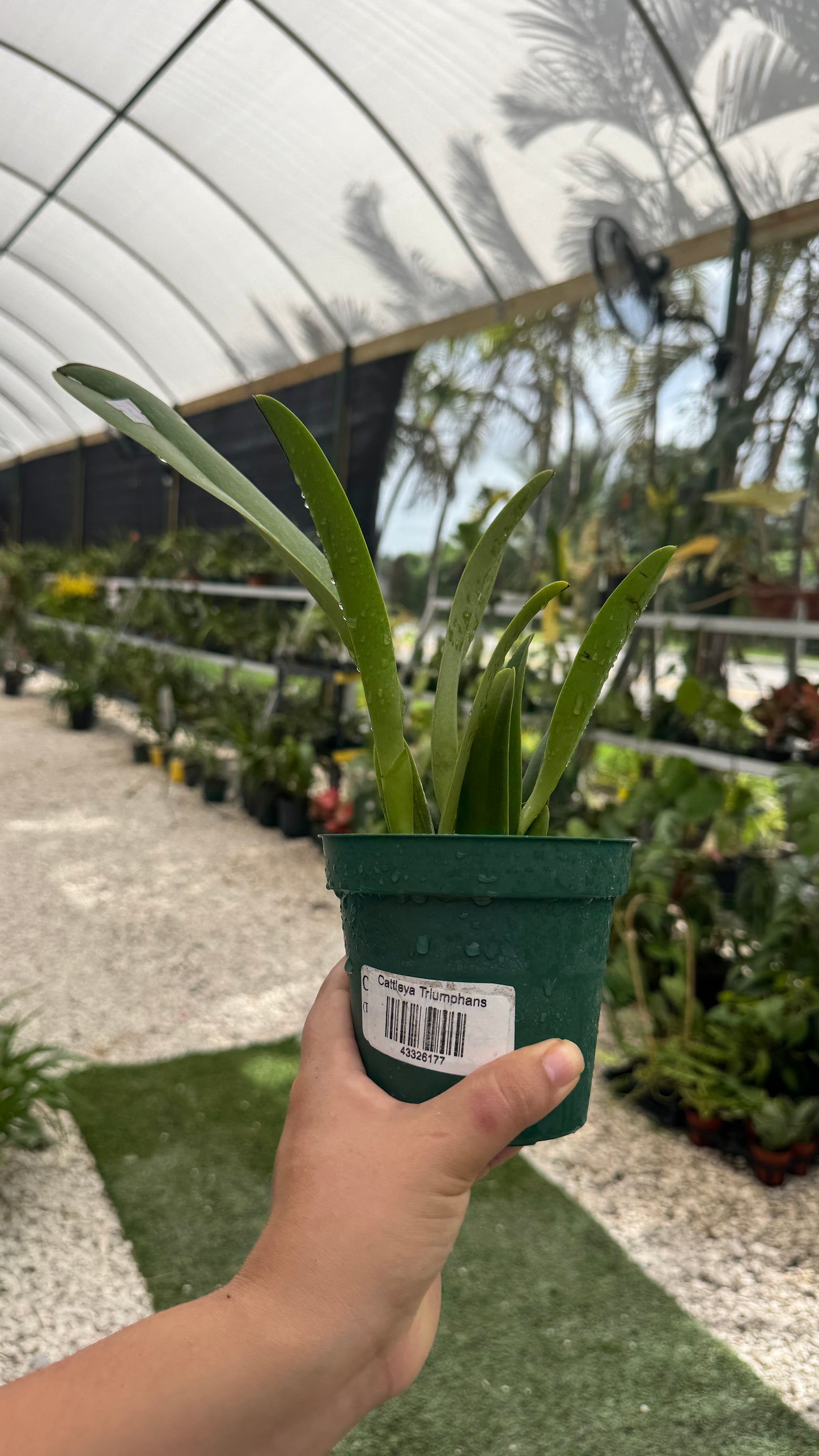 Cattleya triumphans 4” ( no flower growe choice)