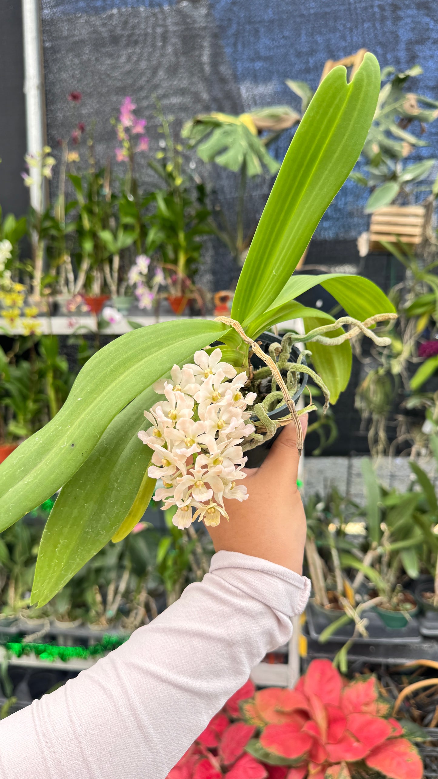 Rhynchostelis Gigantea Ivory Color 4β