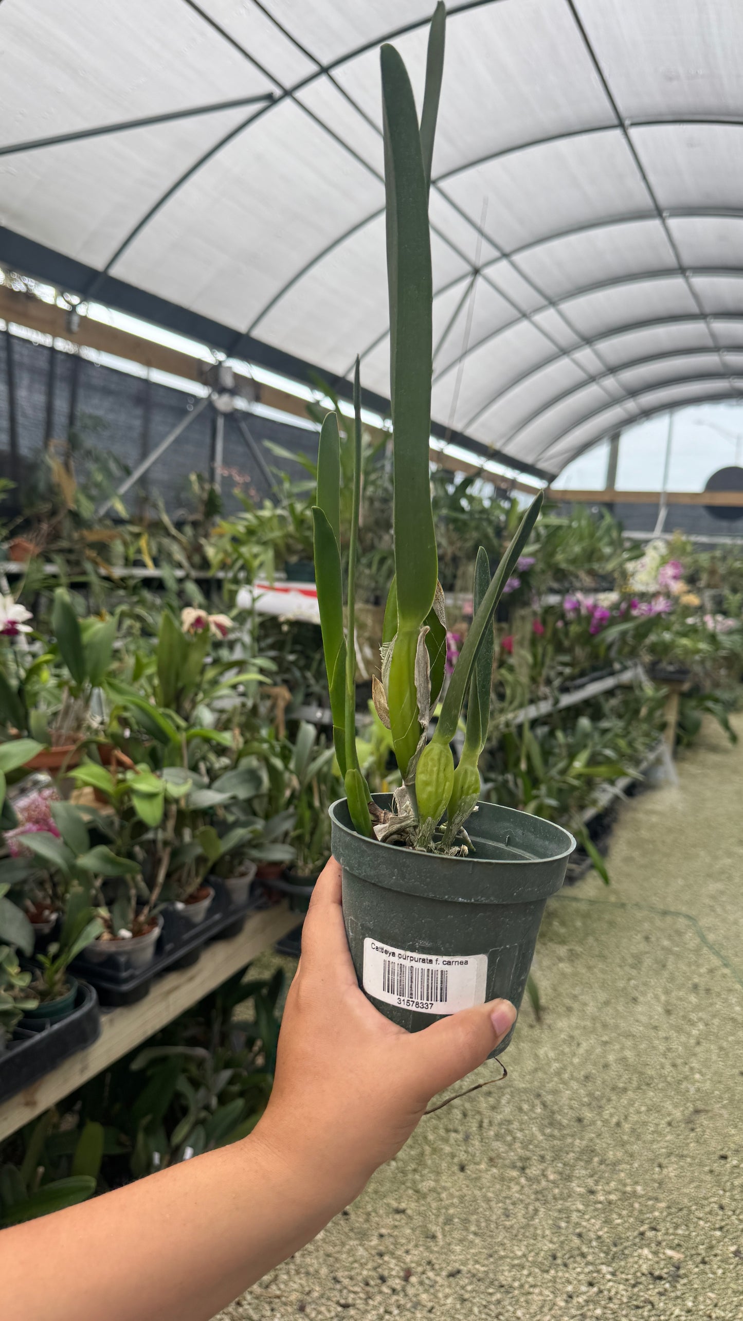 Laelia Purpurata Carnea grower choice 4”