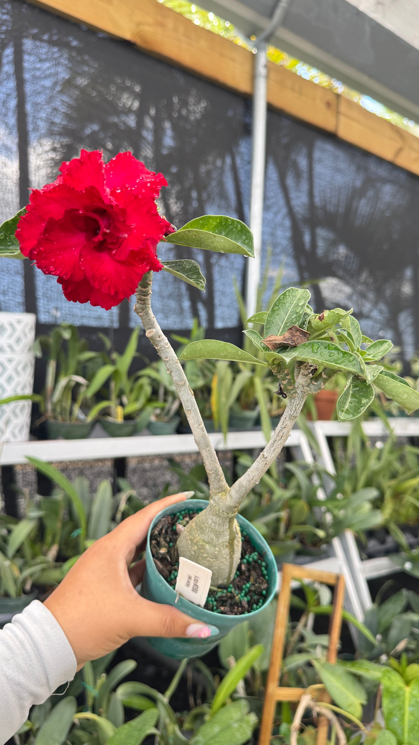Desert rose 350 4”