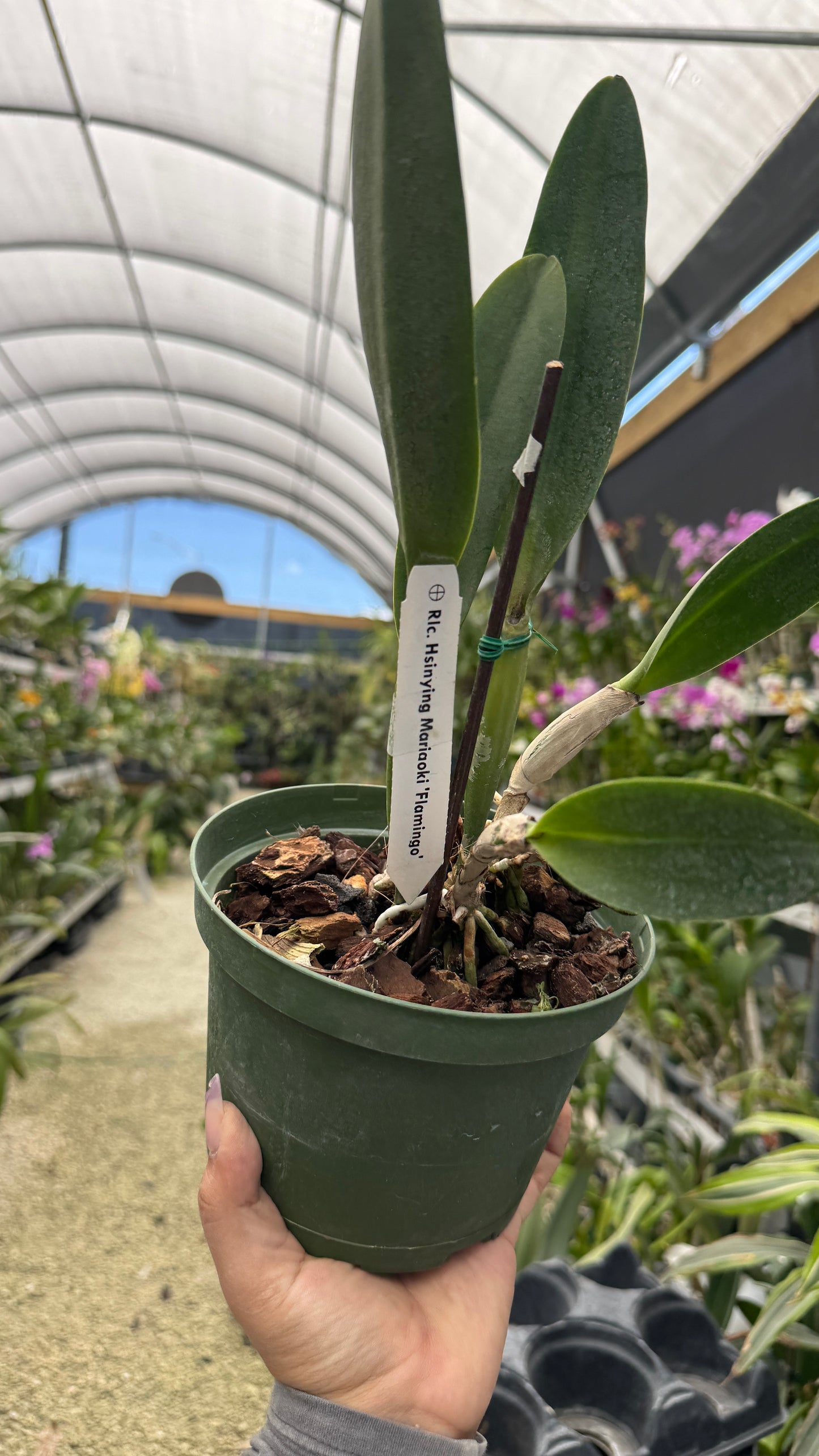 RLC Hsinying Mariaoki Flamingo 6β grower choice