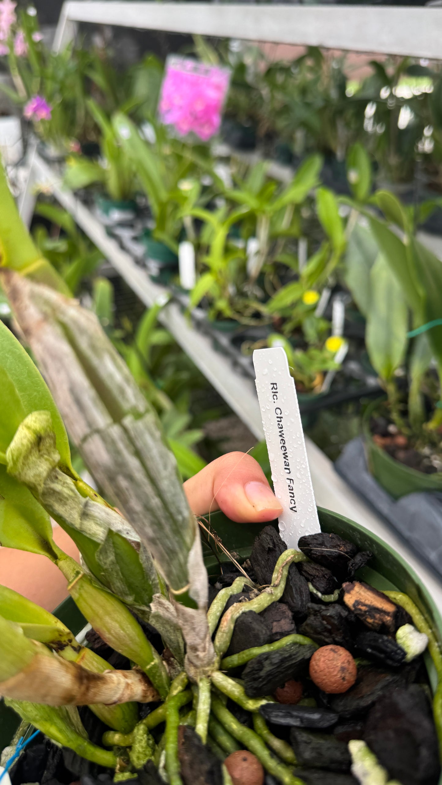Rlc. Chaweewan fancy 6”