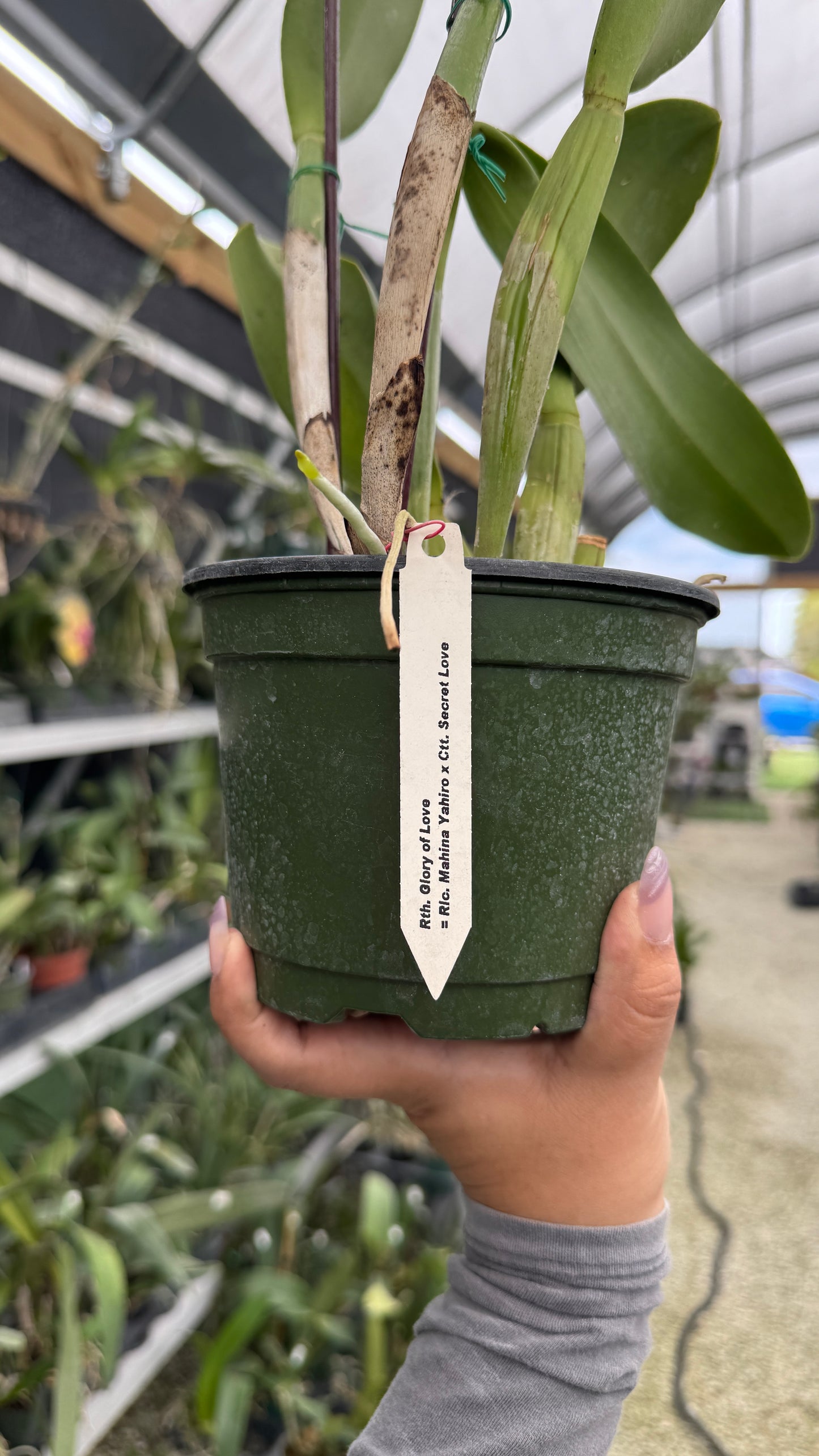 RTH GLORY OF LOVE 6β Grower Choice