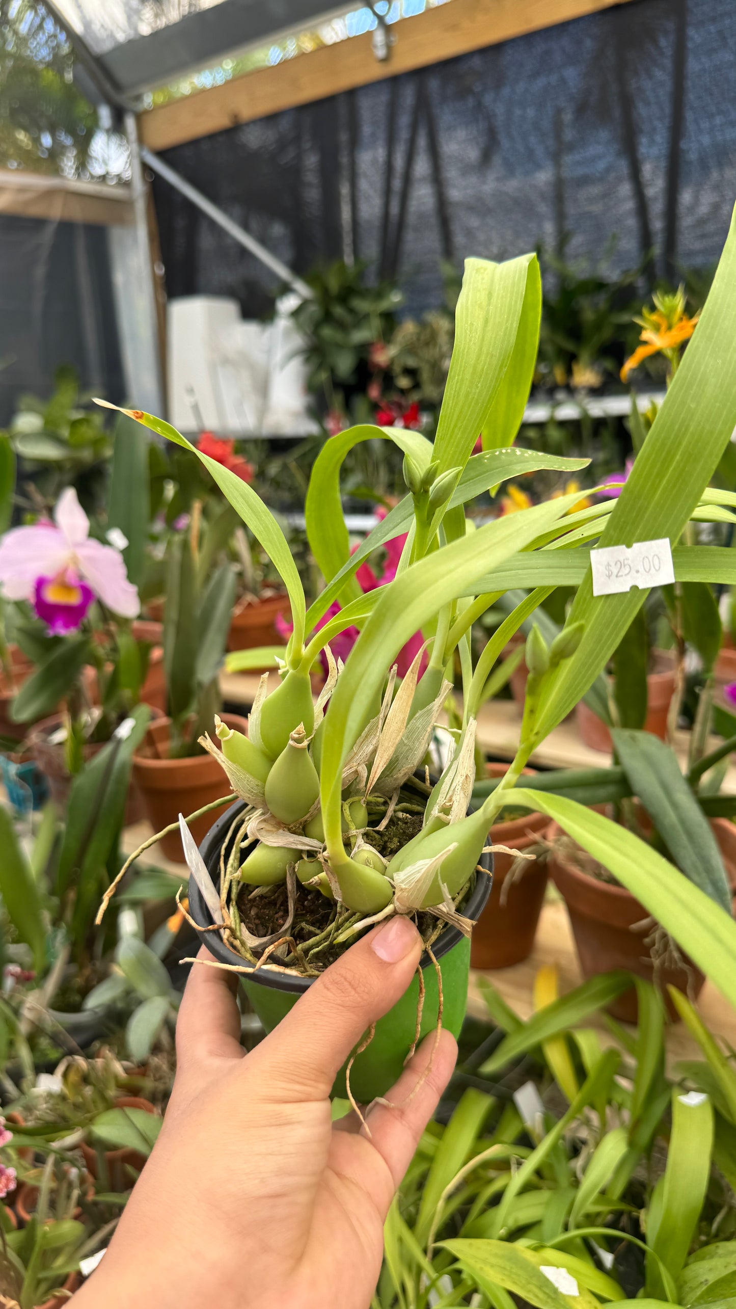Encyclia radiata 4”