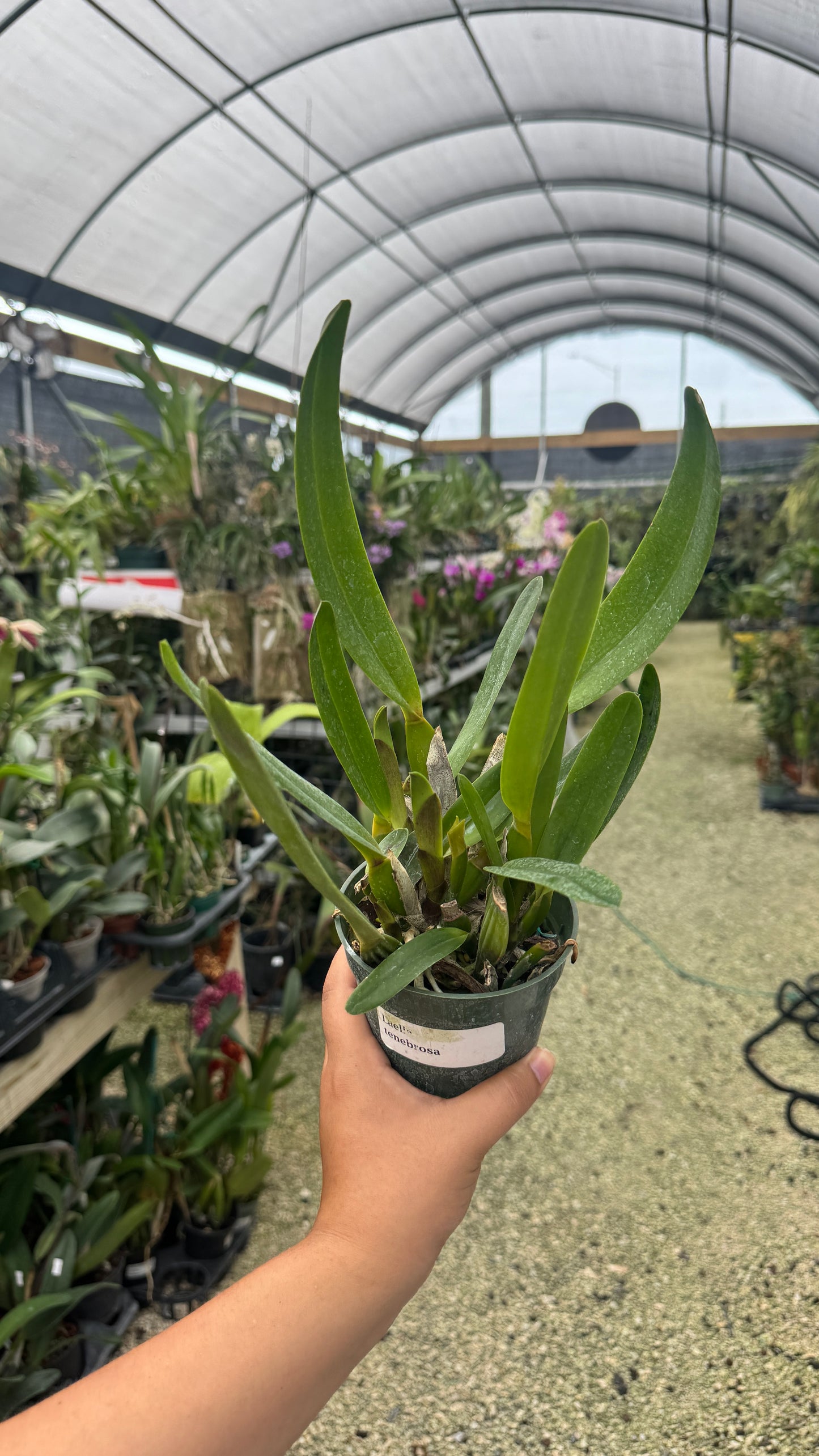 Laelia Tenebrosa 4” grower choice