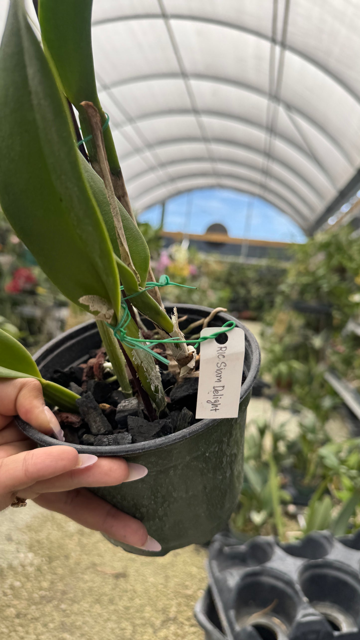 Rlc Siam Delight 6β Grower Choice