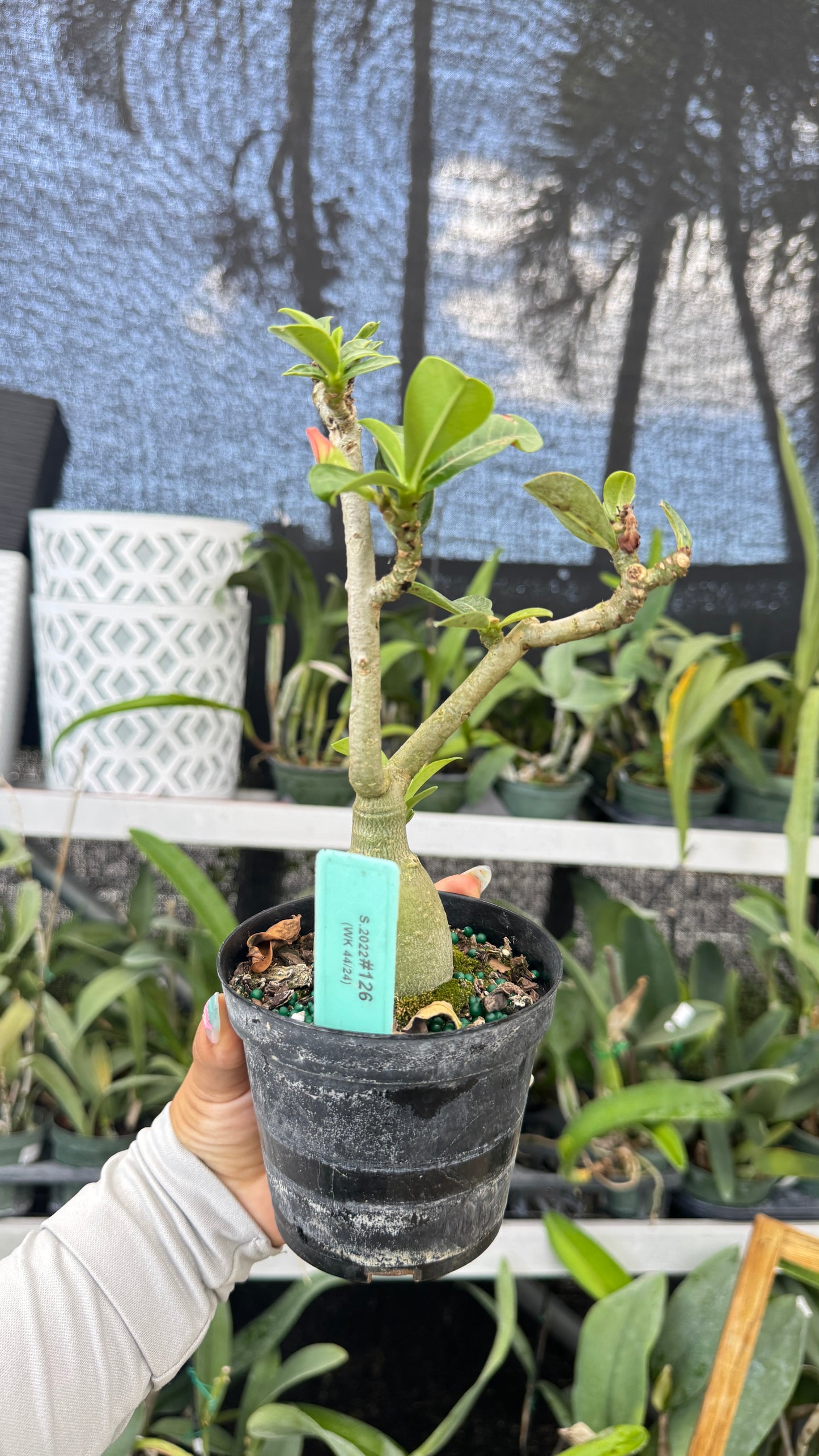 Desert rose 126 4”