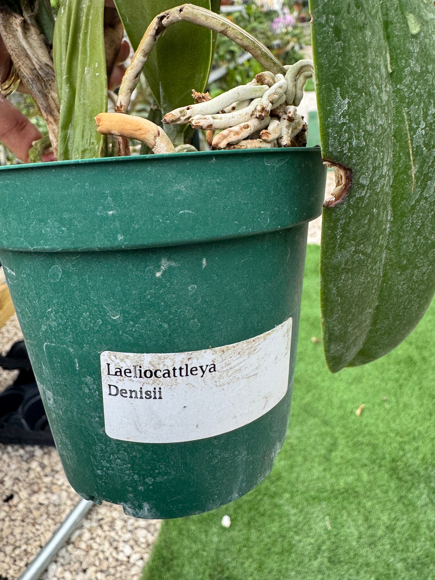 Laeliocatleya Denissi pot 4”